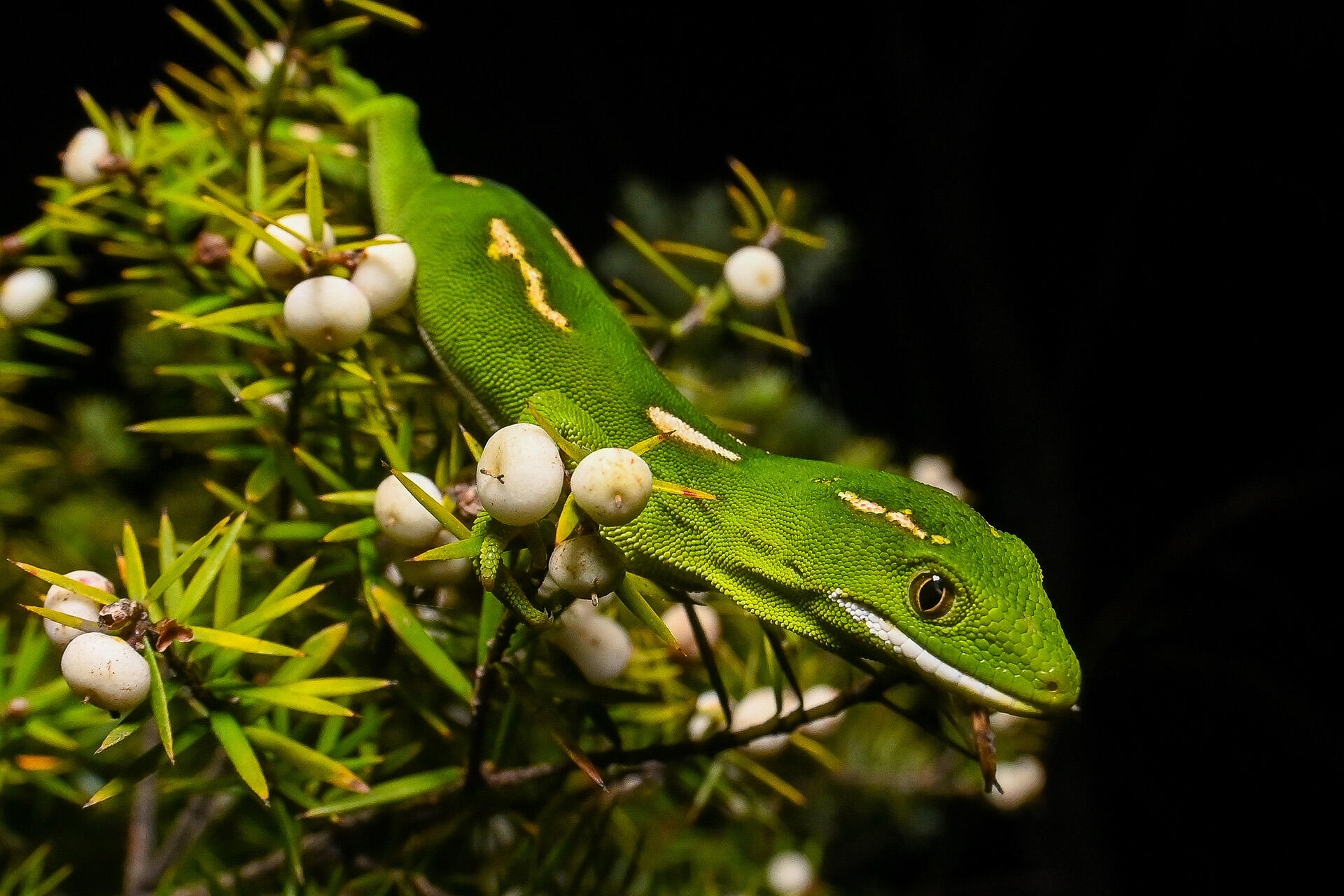 https://cdn.aucklandunlimited.com/zoo/assets/media/az-elegant-gecko-by-dave-laux-094b.jpg