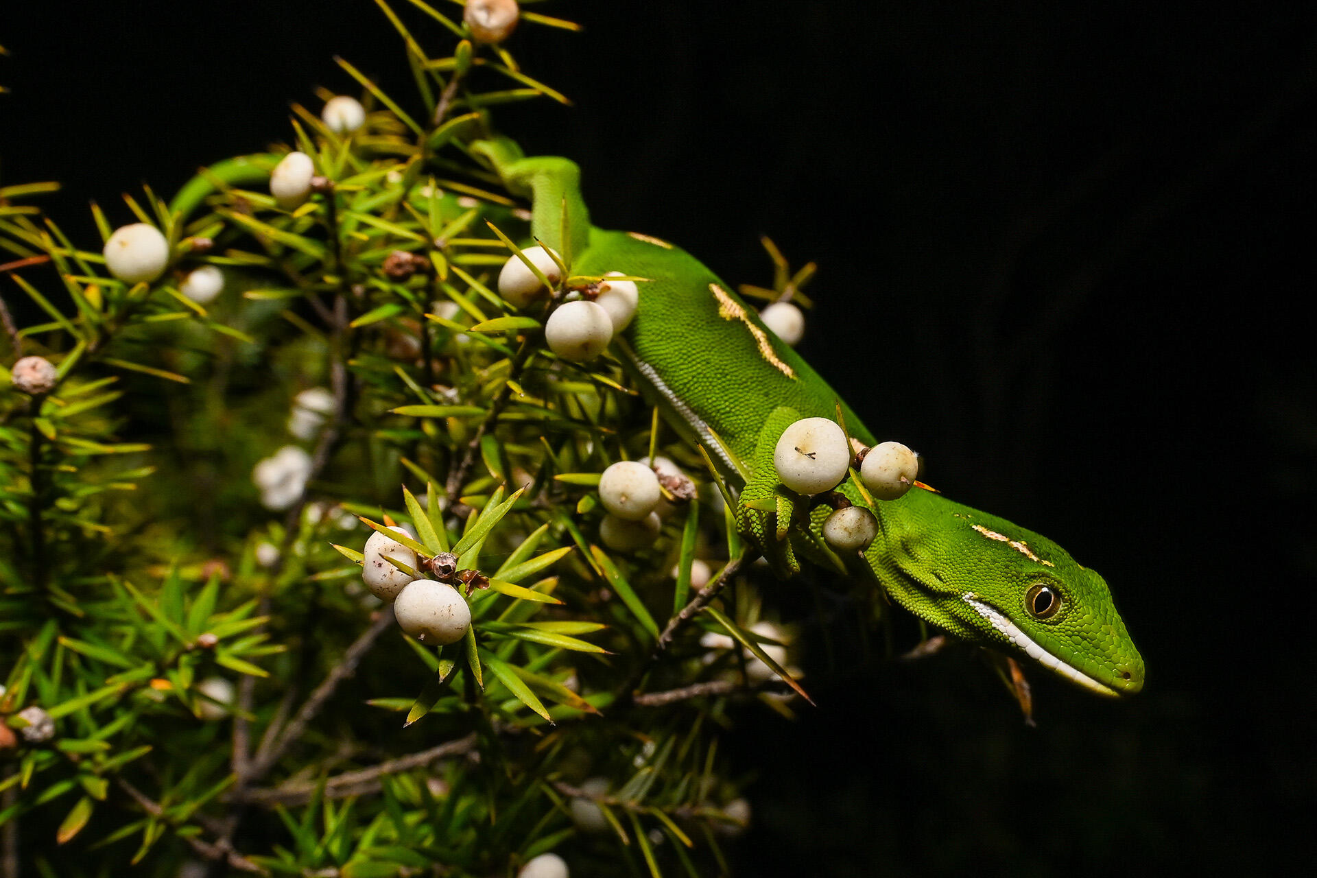 https://cdn.aucklandunlimited.com/zoo/assets/media/az-elegant-gecko-by-dave-laux-2986.jpg
