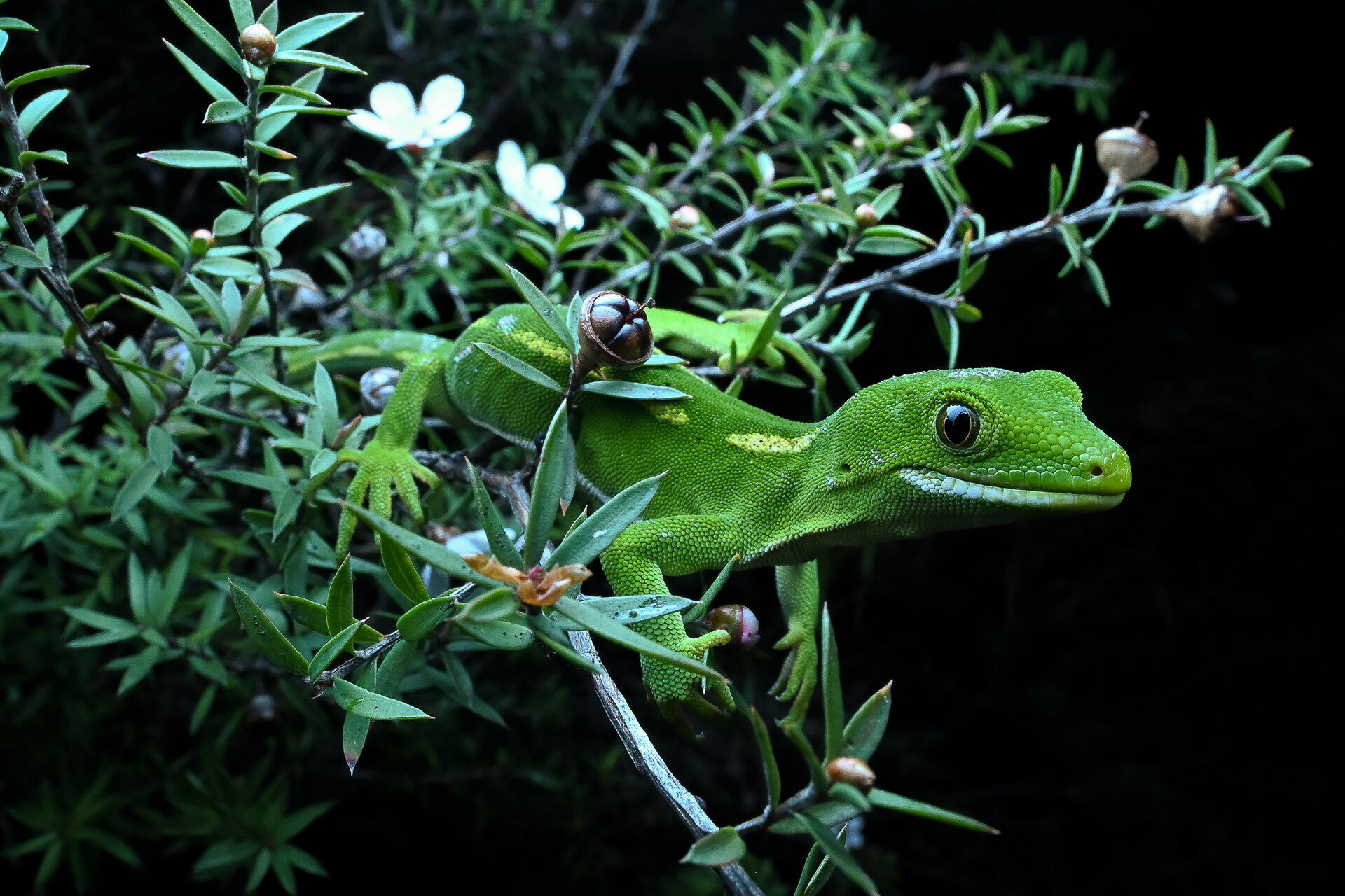 https://cdn.aucklandunlimited.com/zoo/assets/media/az-elegant-gecko-by-dave-laux-672b.jpg