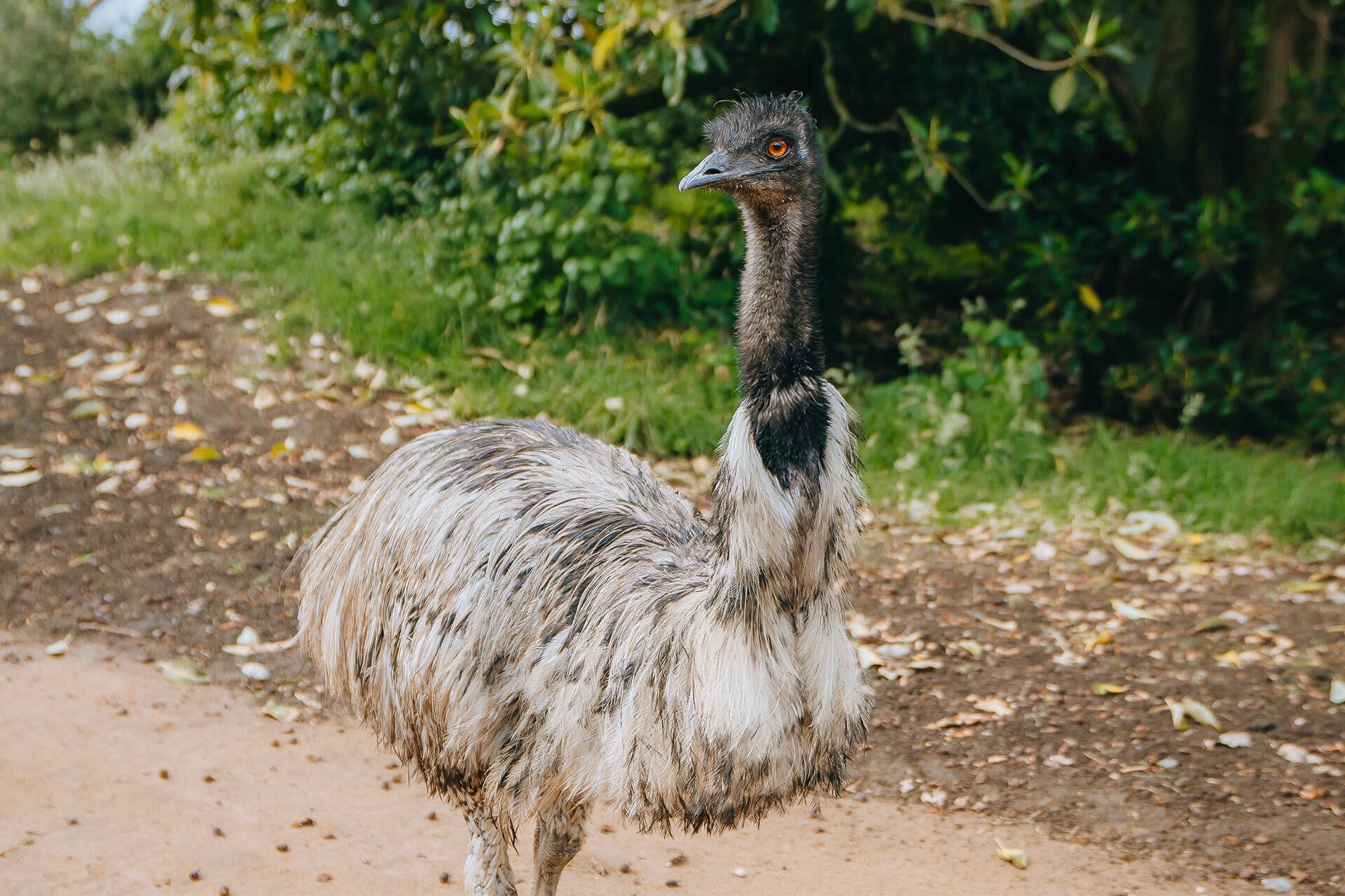 https://cdn.aucklandunlimited.com/zoo/assets/media/az-emu-new-habitat-231224-01.jpg