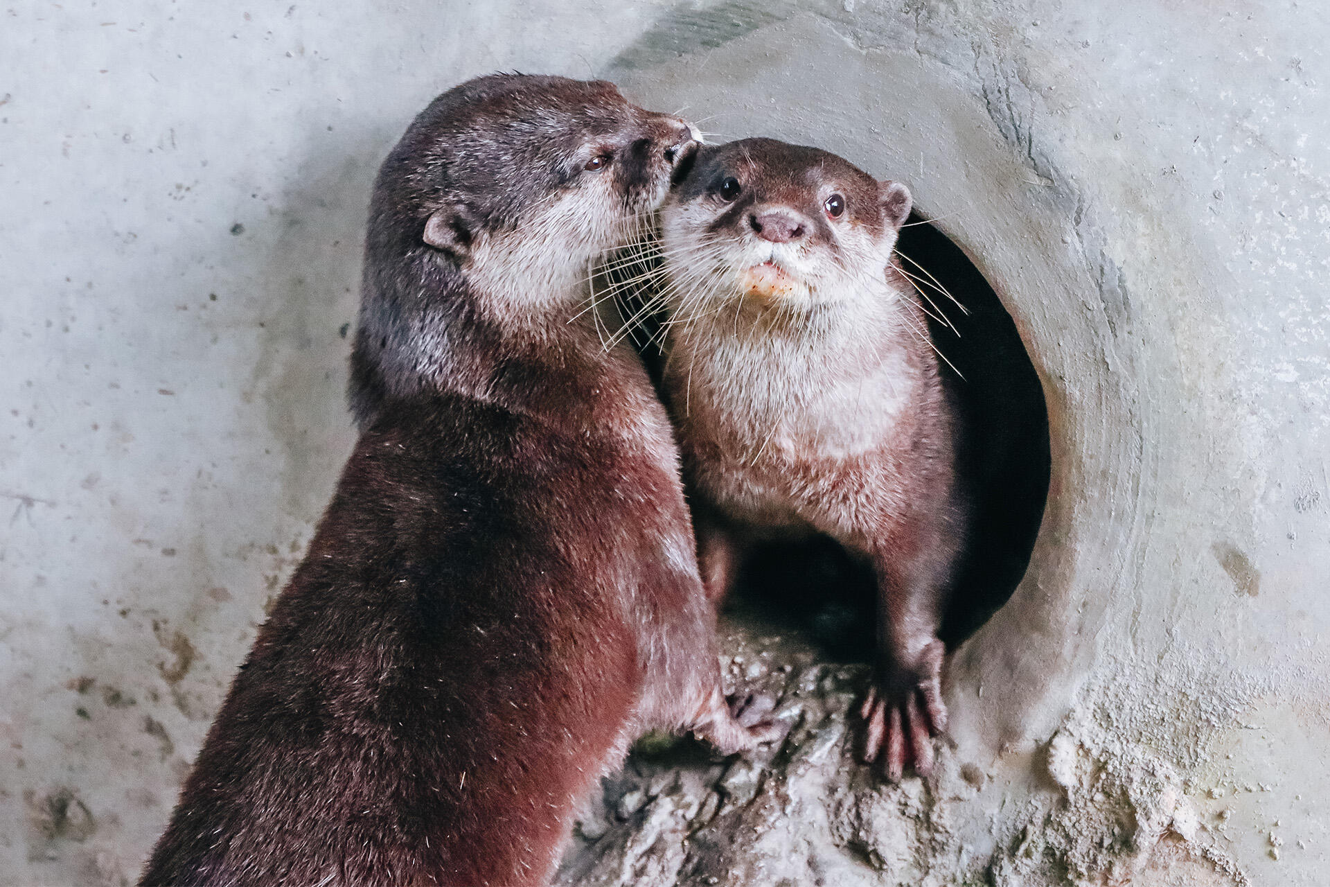 https://cdn.aucklandunlimited.com/zoo/assets/media/az-female-otter-jingga-180626-01.jpg