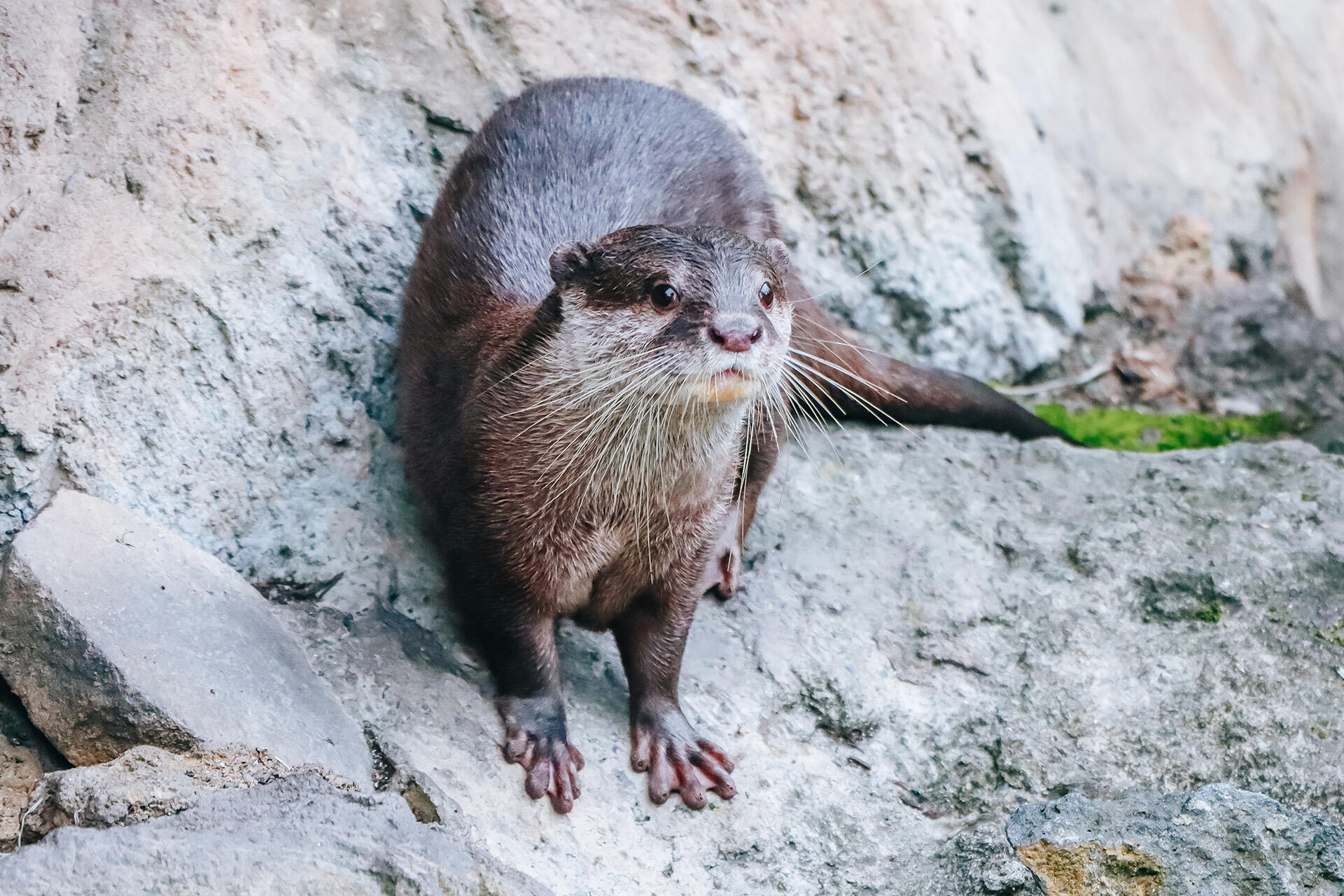 https://cdn.aucklandunlimited.com/zoo/assets/media/az-female-otter-jingga-180626-03.jpg