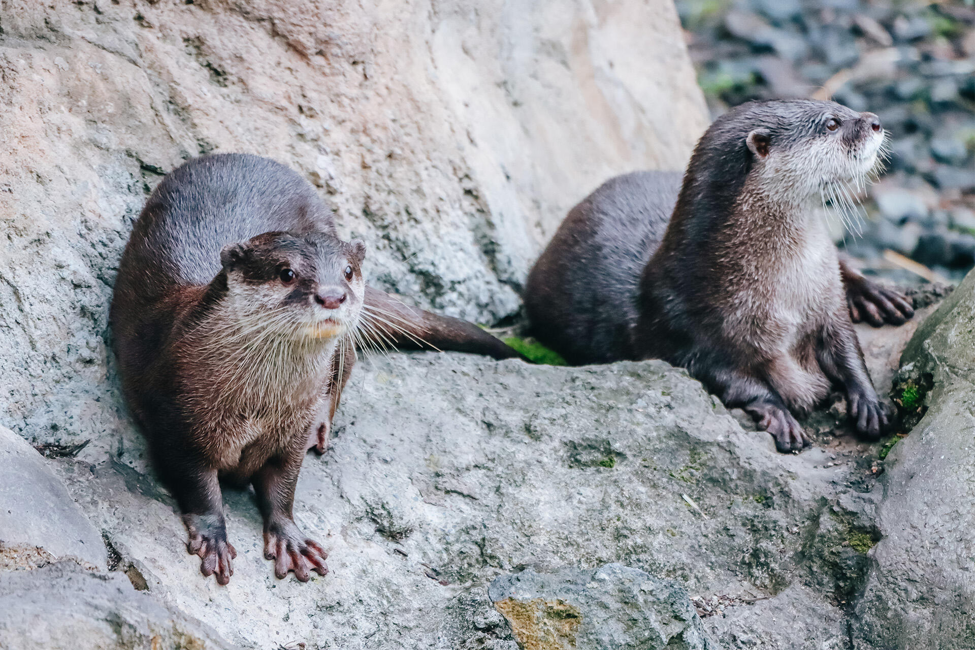 https://cdn.aucklandunlimited.com/zoo/assets/media/az-female-otter-jingga-180626-04.jpg