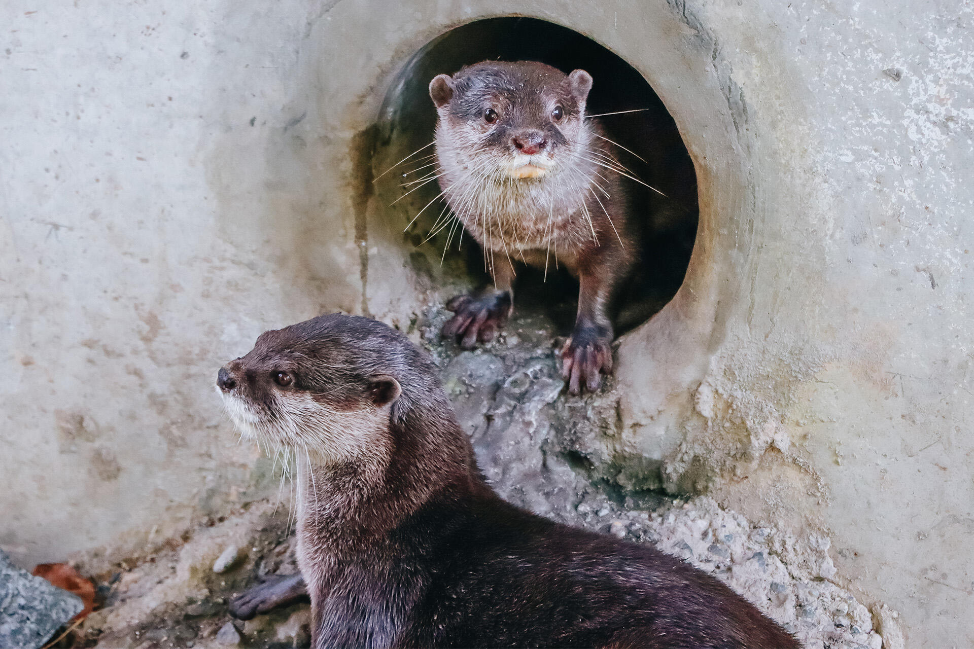 https://cdn.aucklandunlimited.com/zoo/assets/media/az-female-otter-jingga-180626-06.jpg