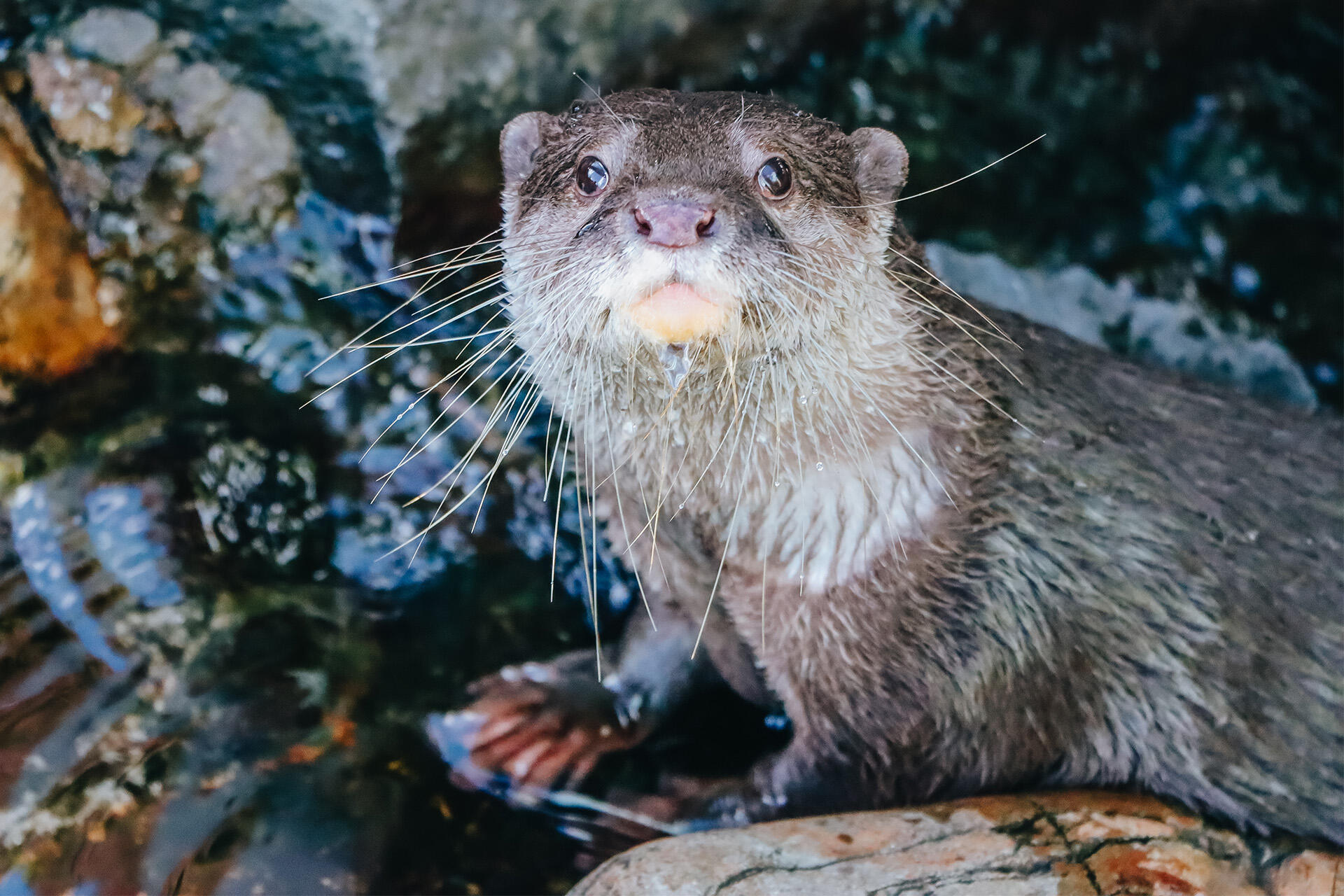 https://cdn.aucklandunlimited.com/zoo/assets/media/az-female-otter-jingga-180626-09.jpg