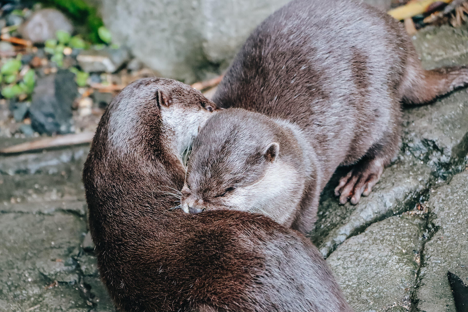 https://cdn.aucklandunlimited.com/zoo/assets/media/az-female-otter-jingga-180626-10.jpg