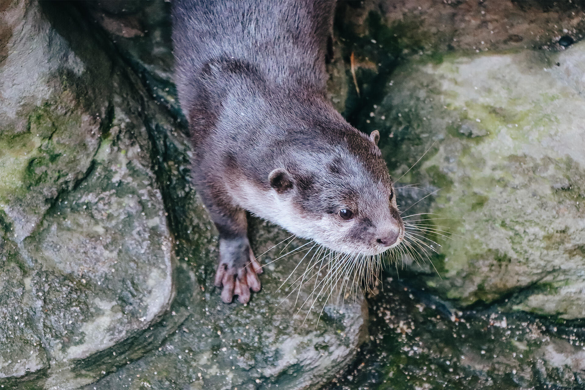 https://cdn.aucklandunlimited.com/zoo/assets/media/az-female-otter-jingga-180626-13.jpg