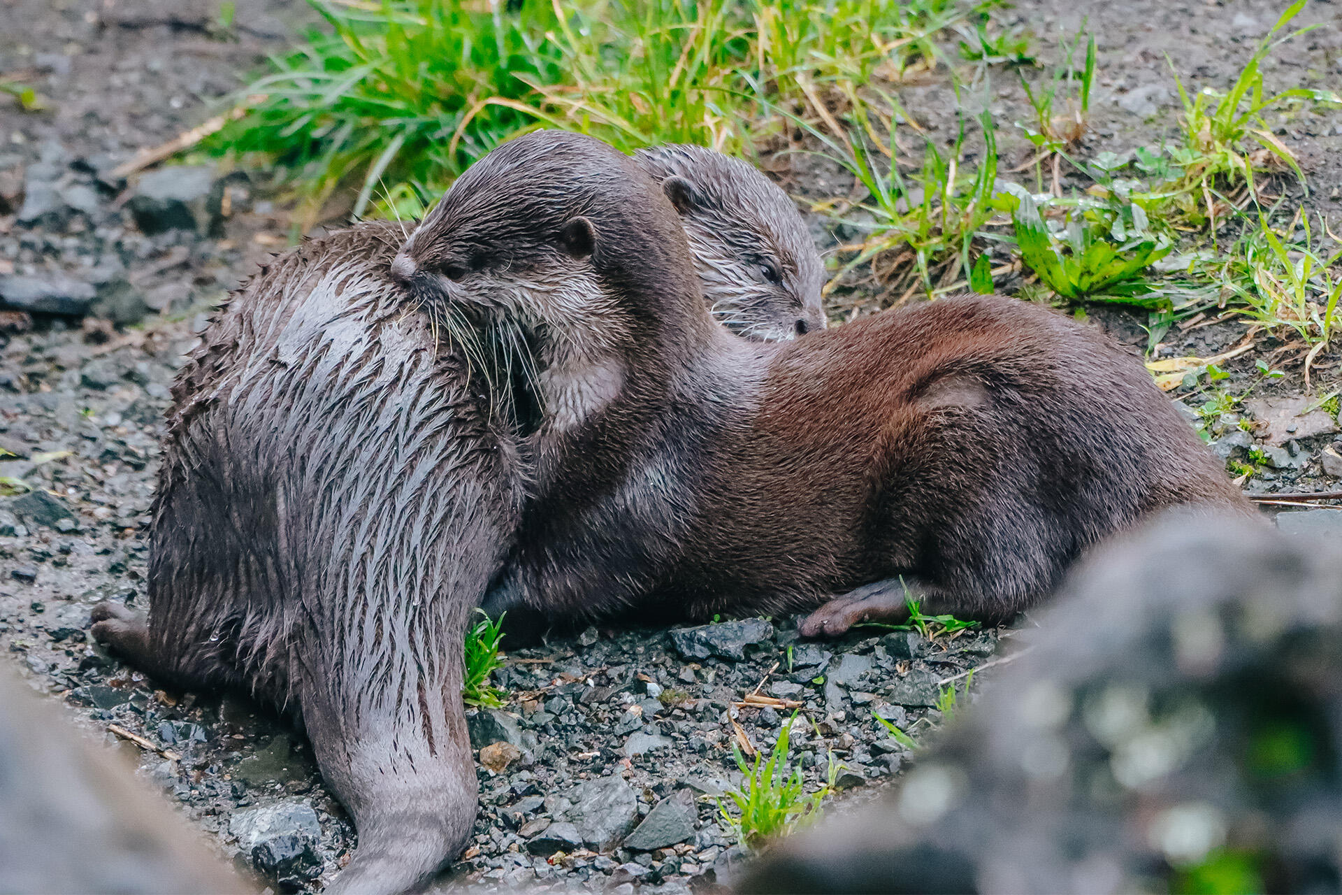 https://cdn.aucklandunlimited.com/zoo/assets/media/az-female-otter-jingga-180626-14.jpg