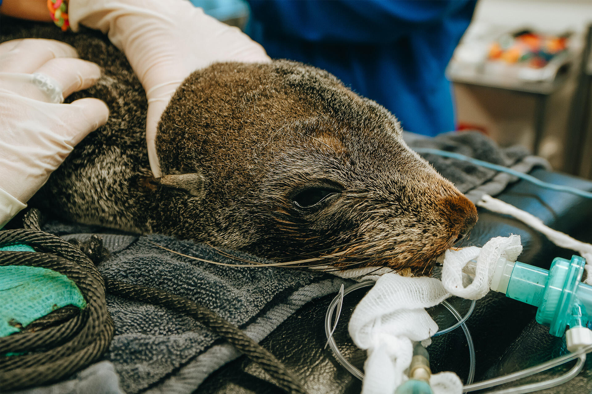 https://cdn.aucklandunlimited.com/zoo/assets/media/az-fur-seal-at-vets-020724-05.jpg