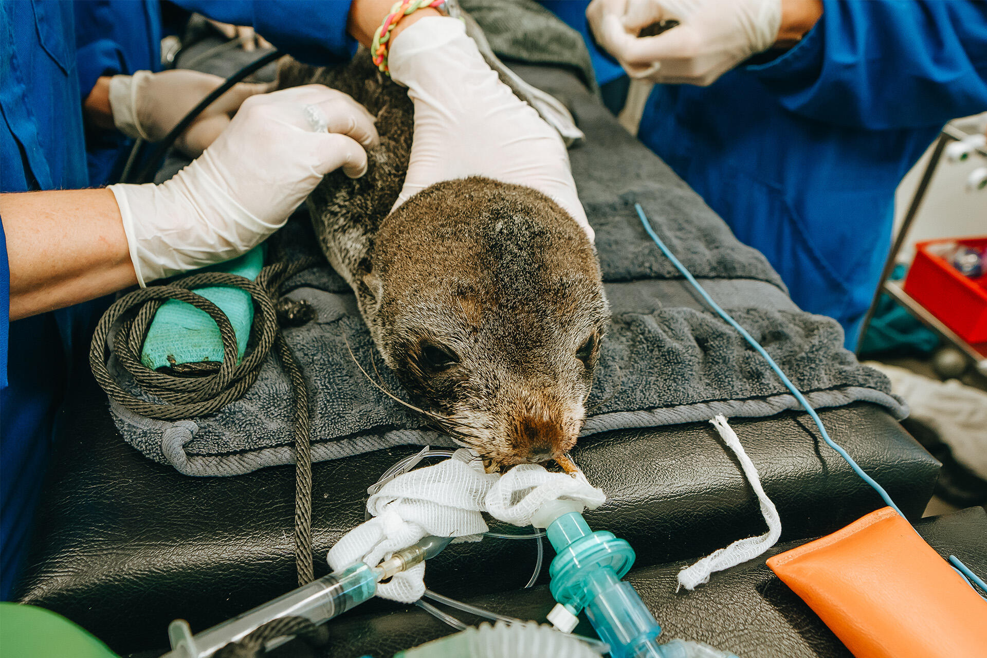 https://cdn.aucklandunlimited.com/zoo/assets/media/az-fur-seal-at-vets-020724-07.jpg