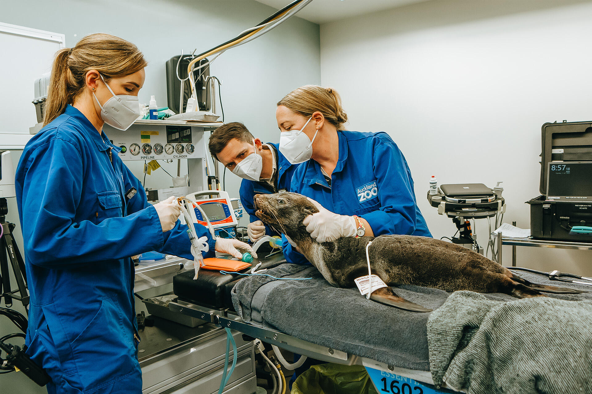 https://cdn.aucklandunlimited.com/zoo/assets/media/az-fur-seal-at-vets-020724-09.jpg