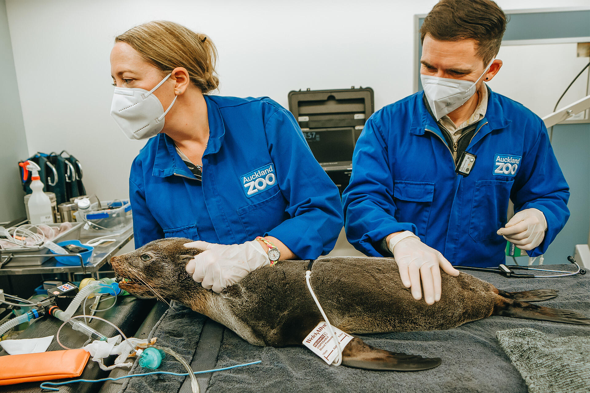 https://cdn.aucklandunlimited.com/zoo/assets/media/az-fur-seal-at-vets-020724-11.jpg