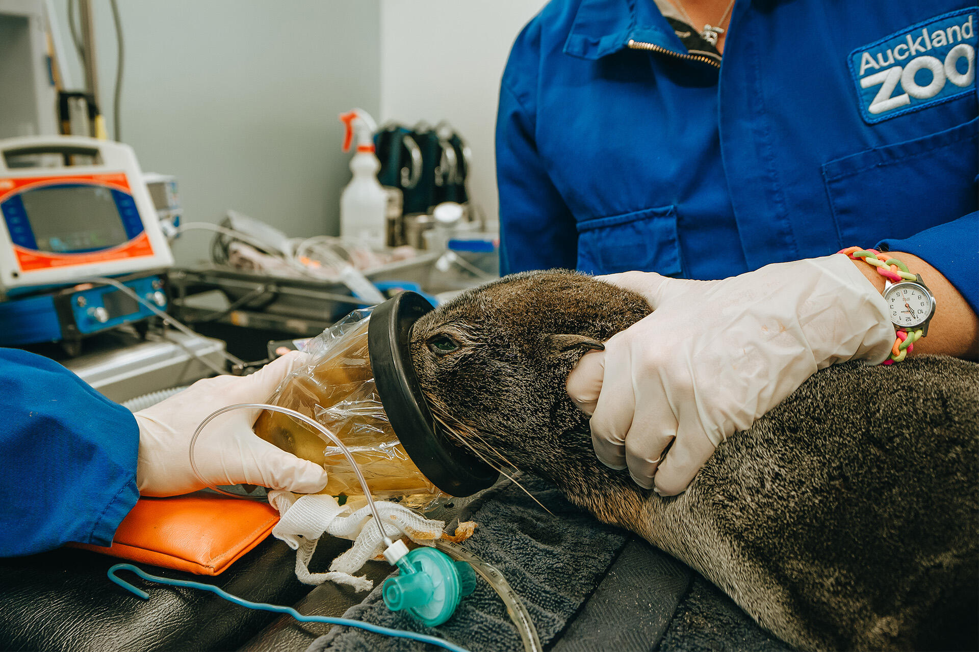 https://cdn.aucklandunlimited.com/zoo/assets/media/az-fur-seal-at-vets-020724-13.jpg