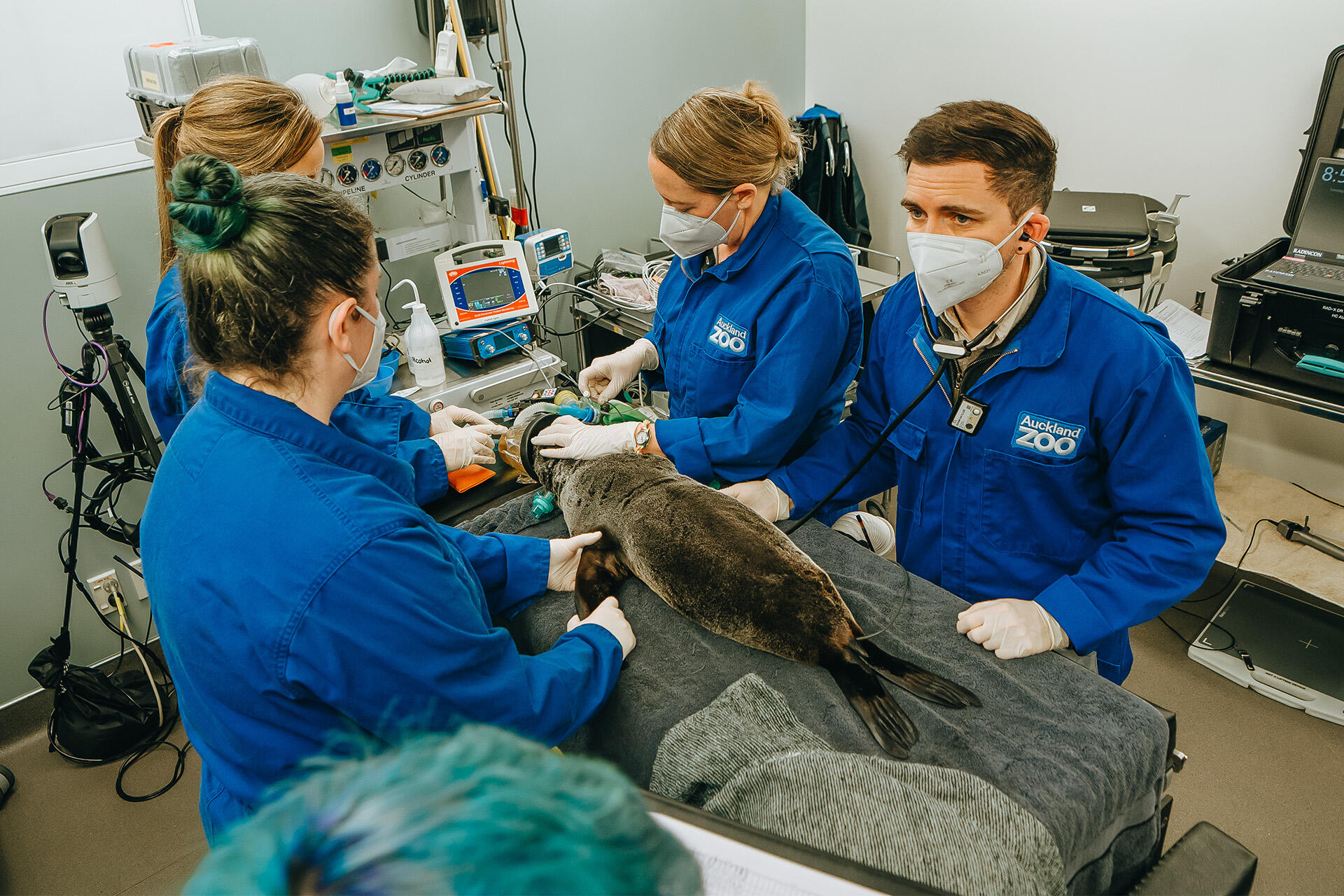 https://cdn.aucklandunlimited.com/zoo/assets/media/az-fur-seal-at-vets-020724-14.jpg