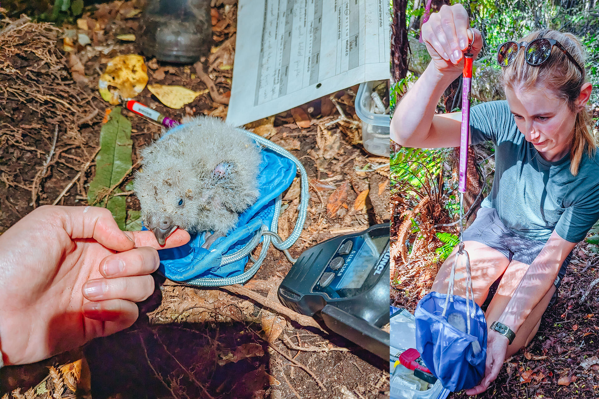 https://cdn.aucklandunlimited.com/zoo/assets/media/az-georgia-vets-kakapo-fieldwork-april-26-01and06.jpg