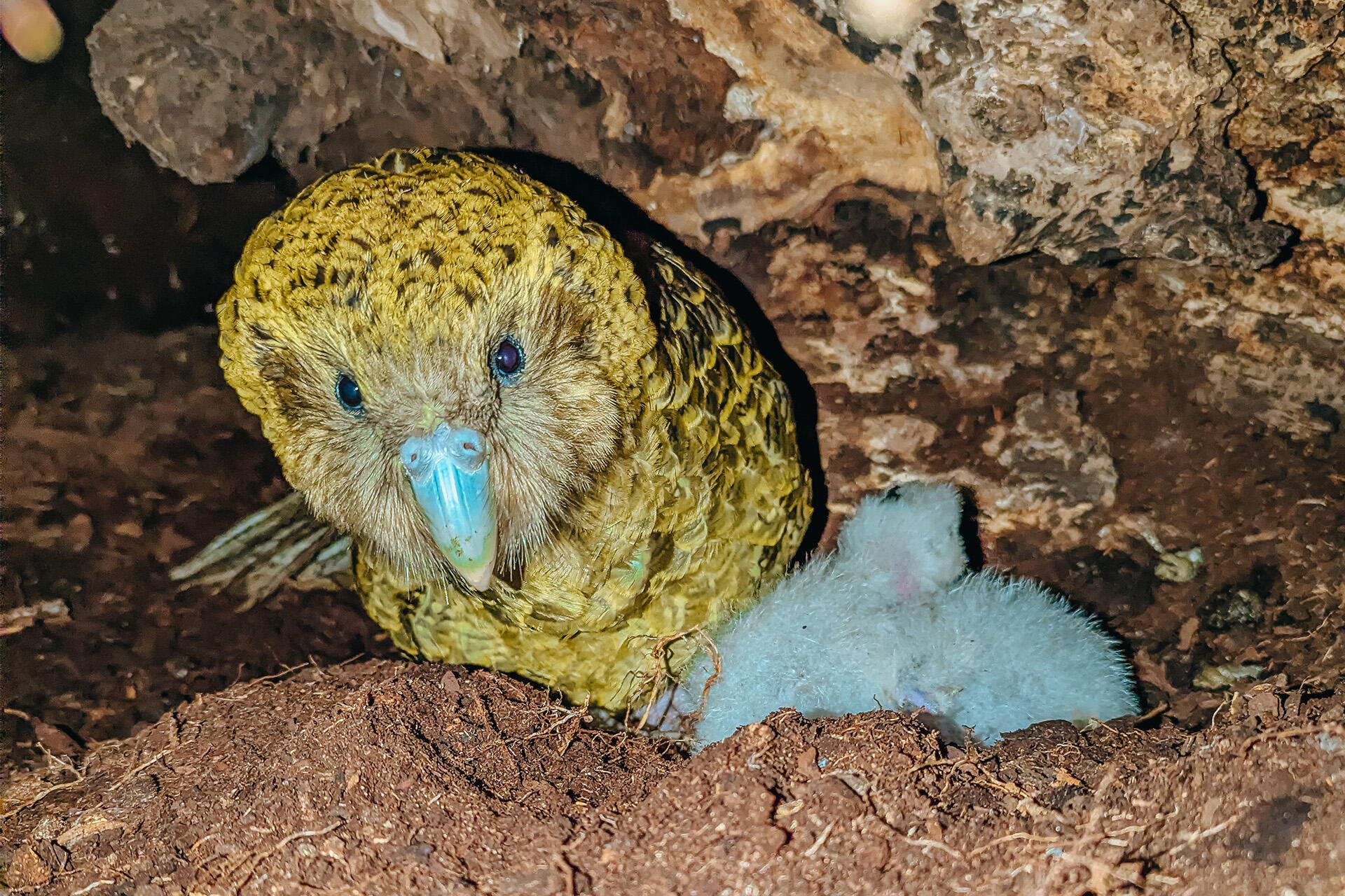 https://cdn.aucklandunlimited.com/zoo/assets/media/az-georgia-vets-kakapo-fieldwork-april-26-02.jpg