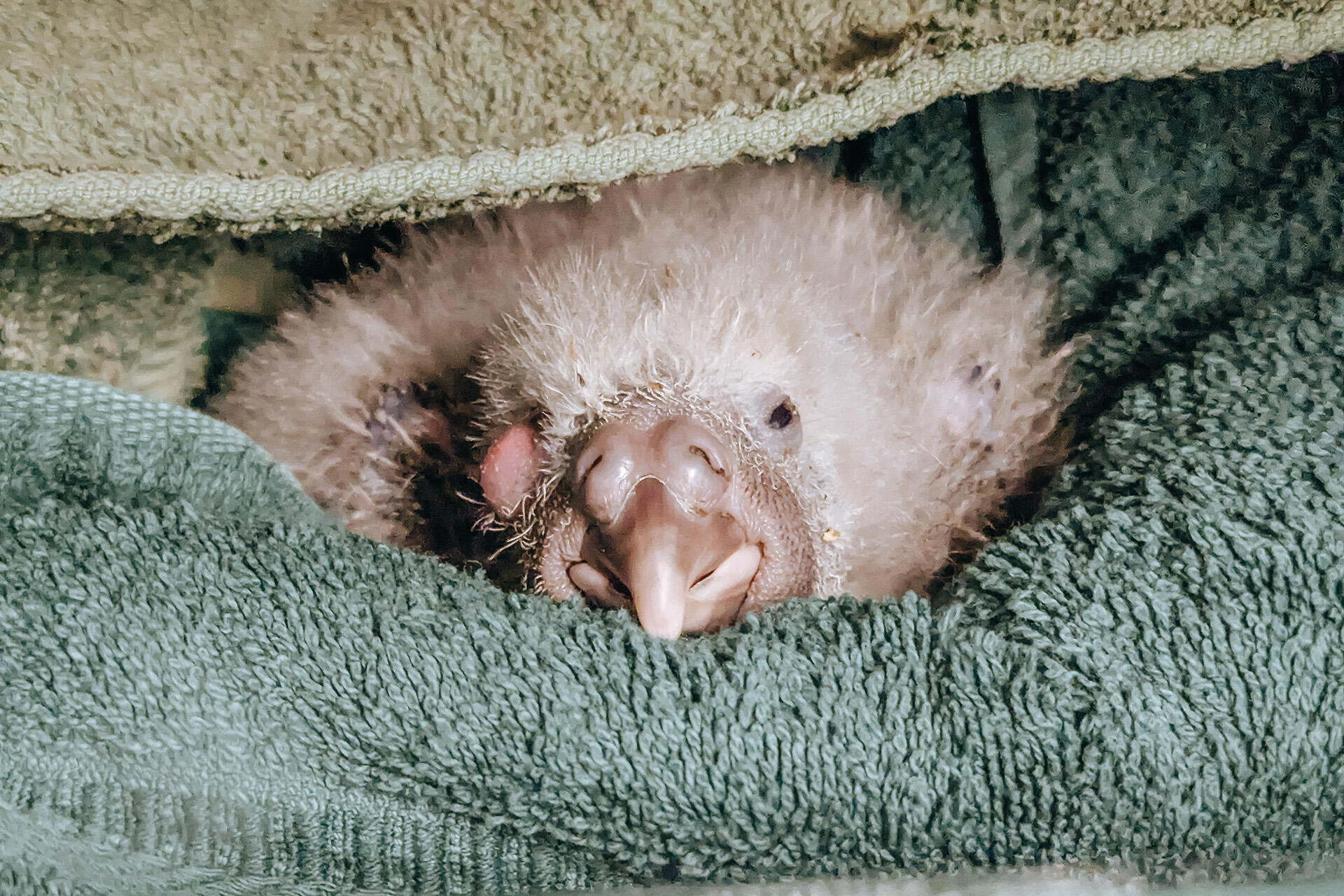 https://cdn.aucklandunlimited.com/zoo/assets/media/az-georgia-vets-kakapo-fieldwork-april-26-08.jpg
