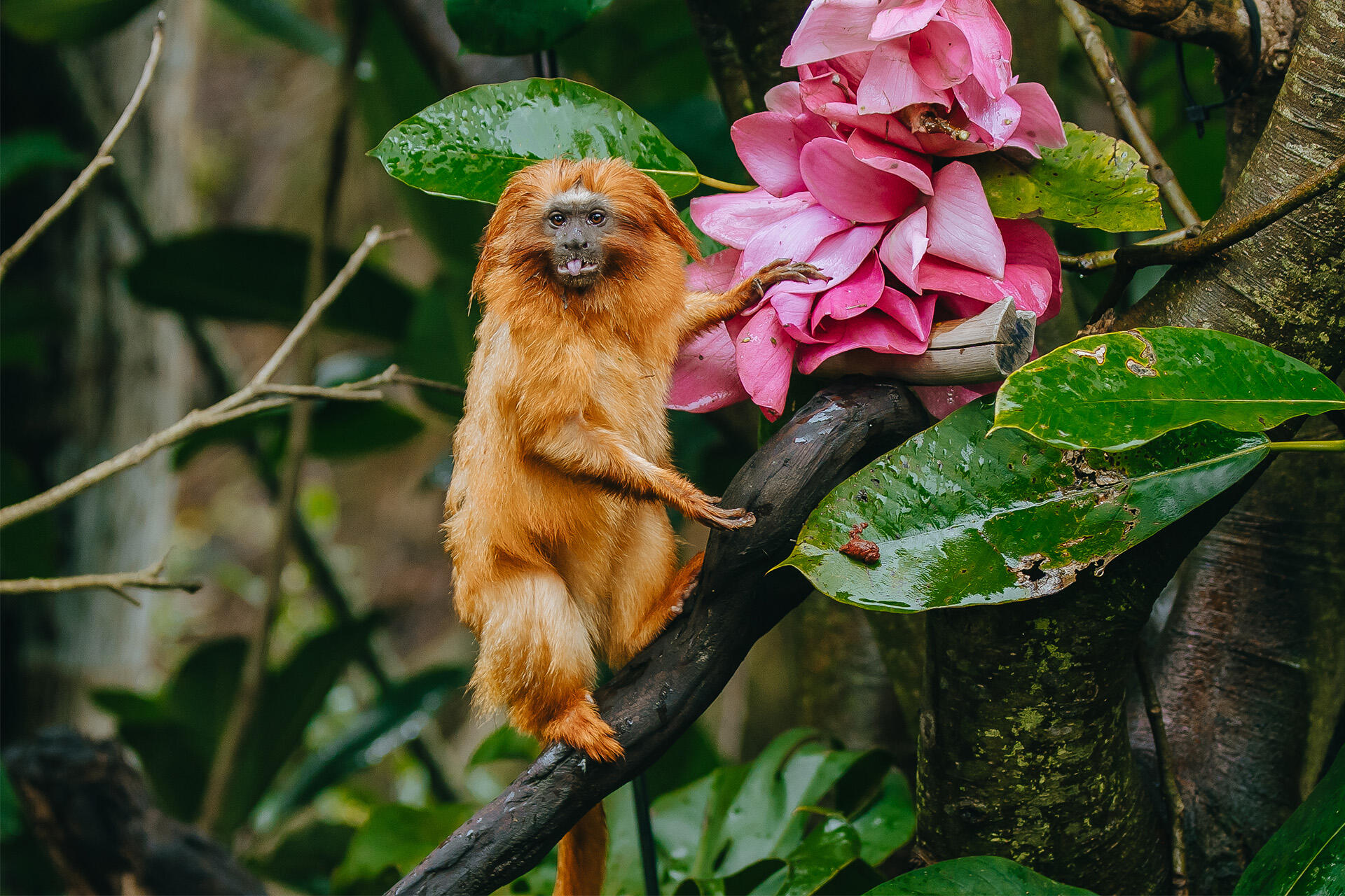 https://cdn.aucklandunlimited.com/zoo/assets/media/az-golden-lion-tamarin-enrichment-300724-09.jpg