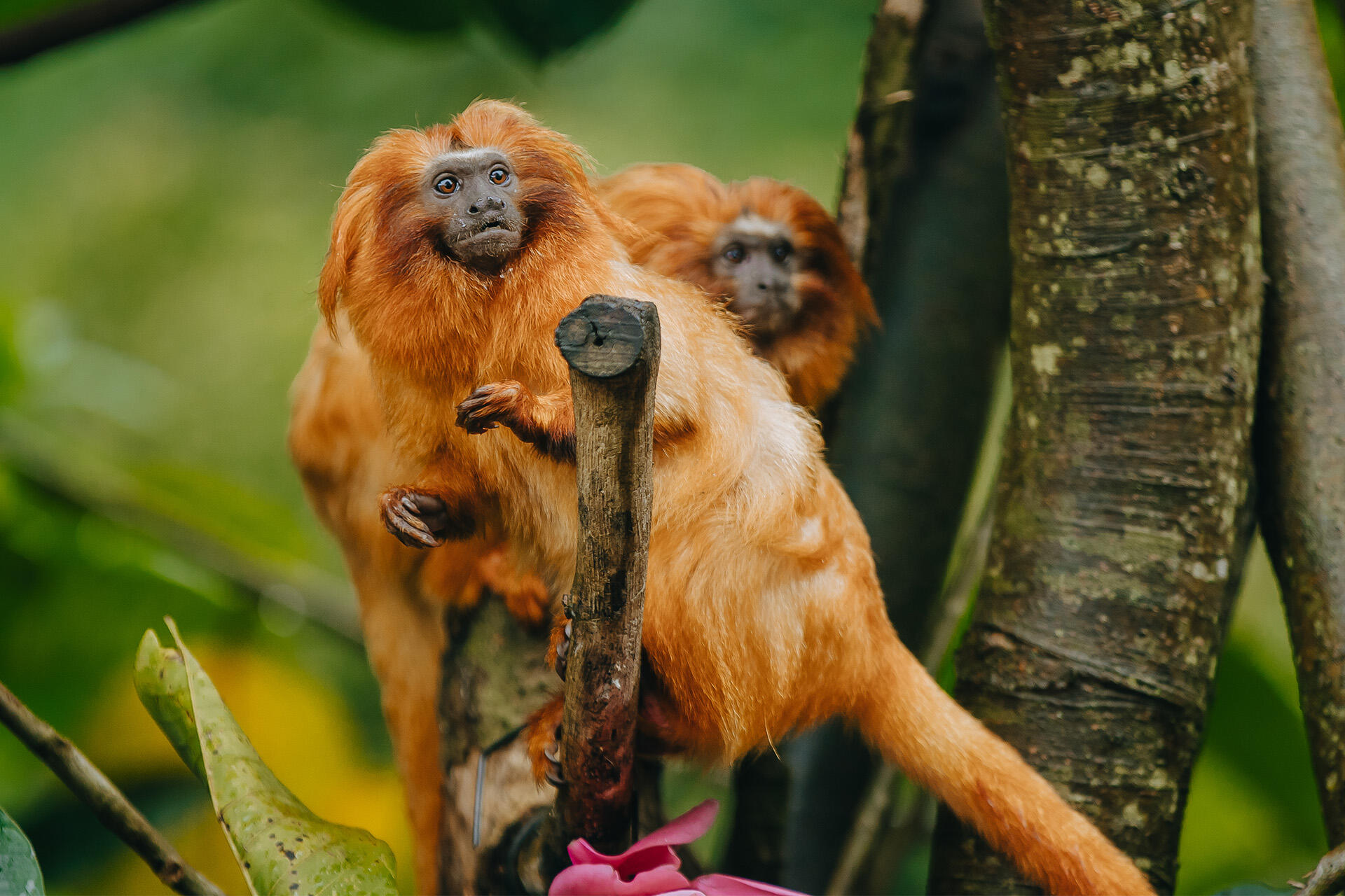 https://cdn.aucklandunlimited.com/zoo/assets/media/az-golden-lion-tamarin-enrichment-300724-21.jpg