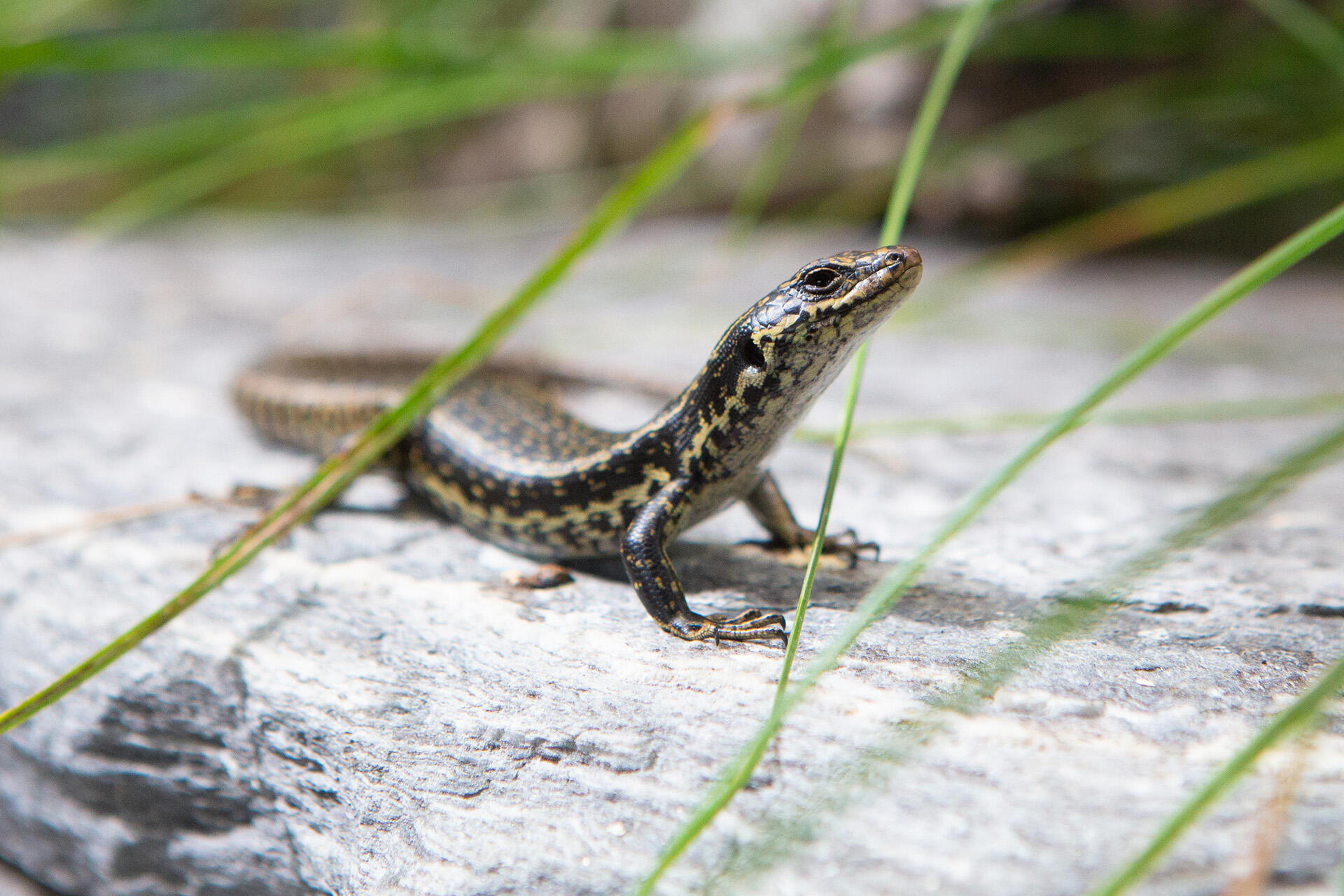 https://cdn.aucklandunlimited.com/zoo/assets/media/az-grand-skink-by-grace-20a1297.jpg
