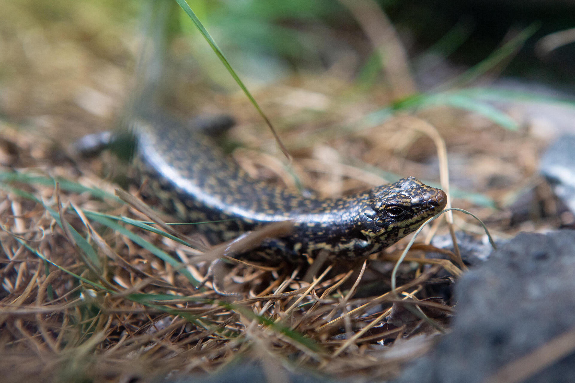 https://cdn.aucklandunlimited.com/zoo/assets/media/az-grand-skink-by-grace-20a1299.jpg