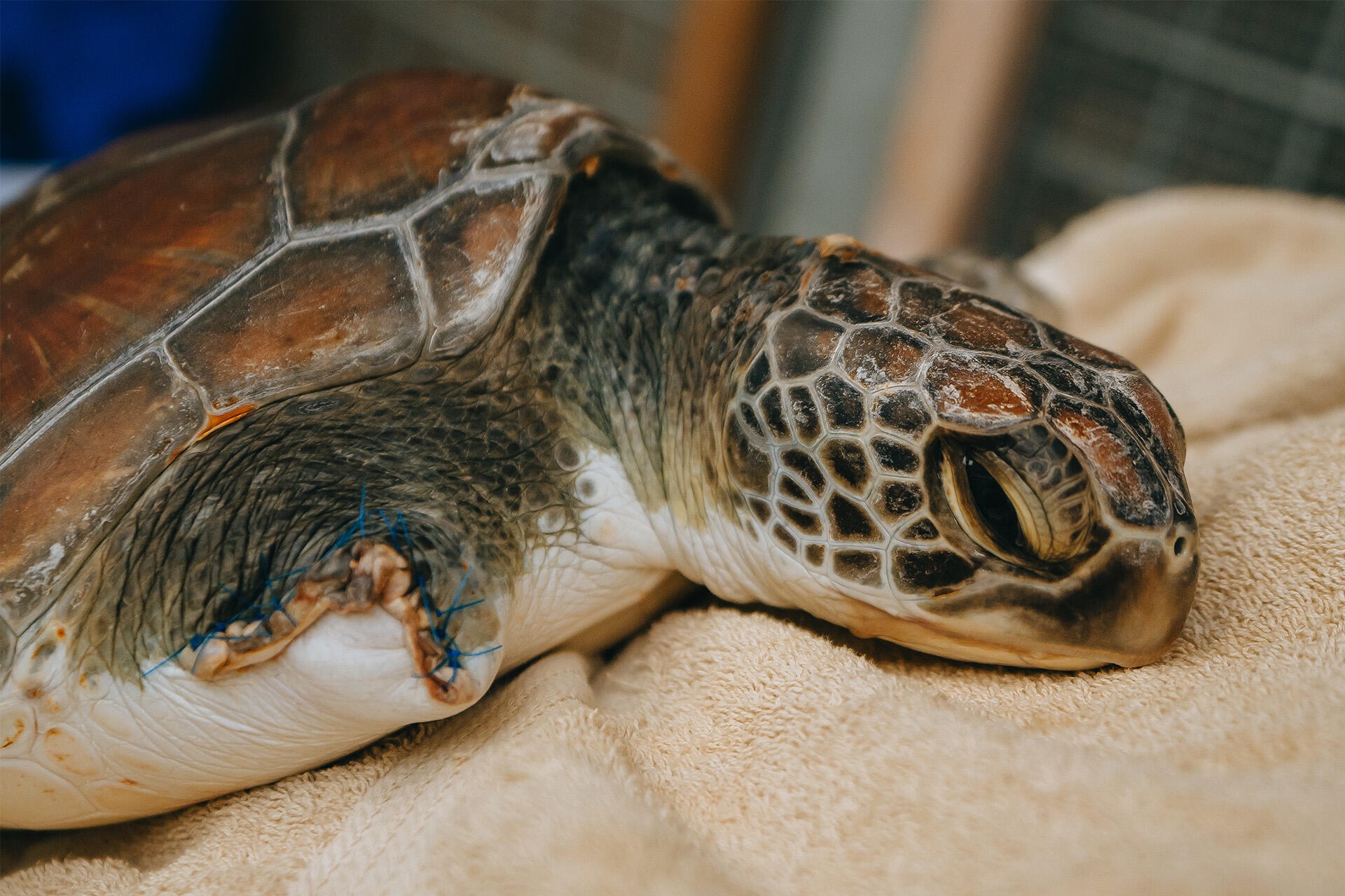 https://cdn.aucklandunlimited.com/zoo/assets/media/az-green-turtle-at-vets-amputation-recovery-200824-03.jpg