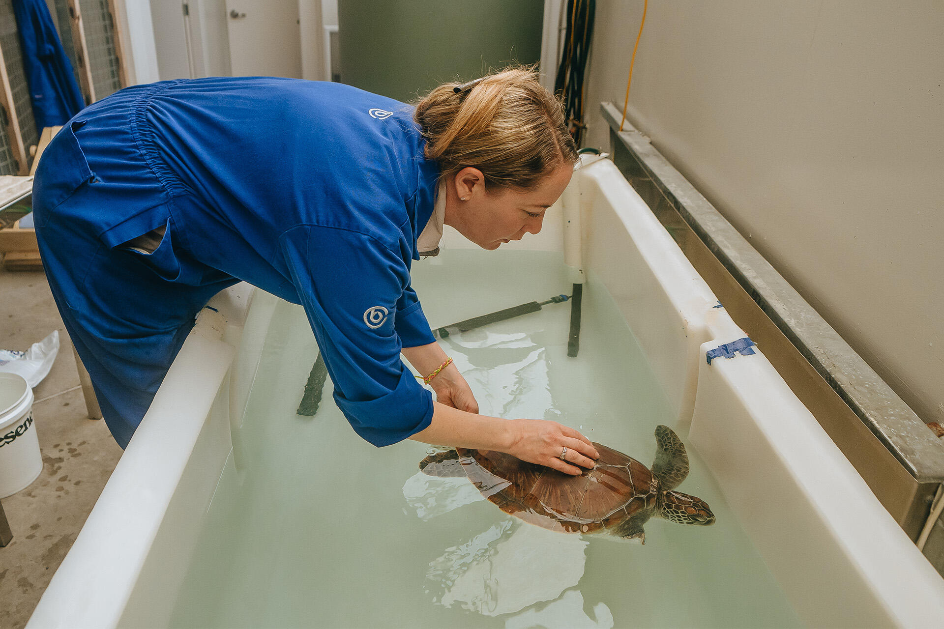 https://cdn.aucklandunlimited.com/zoo/assets/media/az-green-turtle-at-vets-amputation-recovery-200824-10.jpg