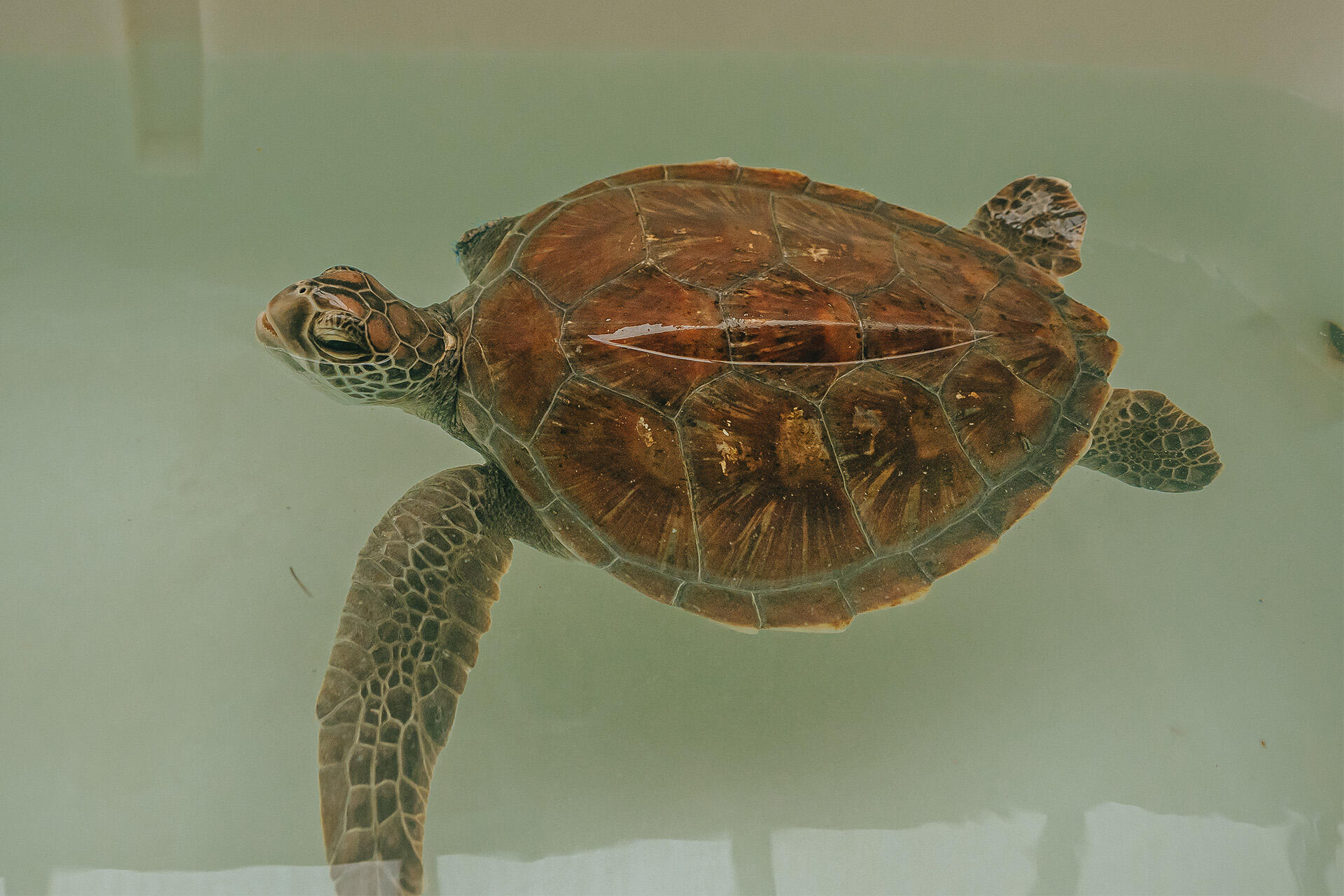 https://cdn.aucklandunlimited.com/zoo/assets/media/az-green-turtle-at-vets-amputation-recovery-200824-16.jpg