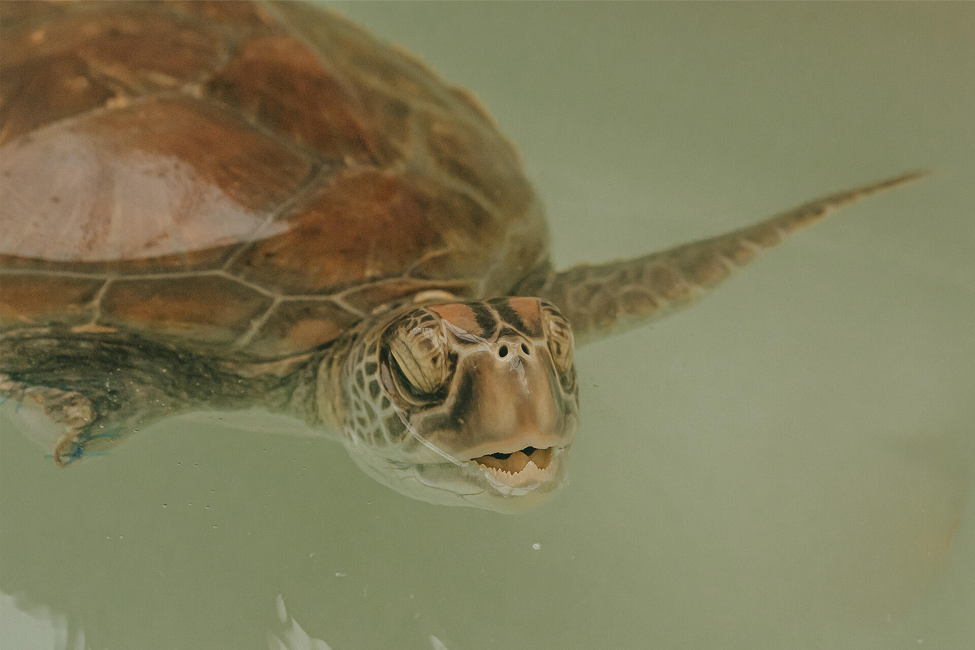 https://cdn.aucklandunlimited.com/zoo/assets/media/az-green-turtle-at-vets-amputation-recovery-200824-19.jpg