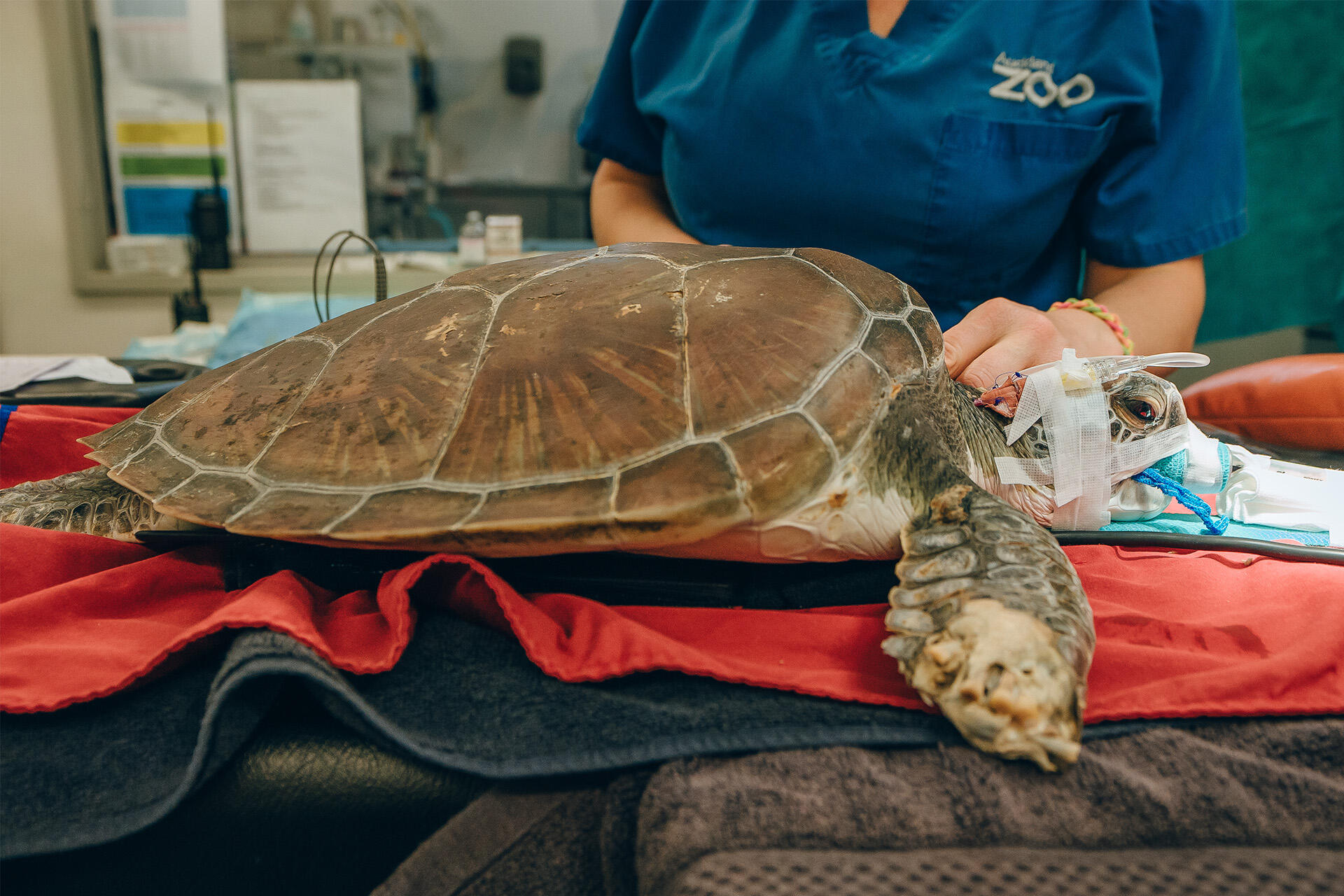 https://cdn.aucklandunlimited.com/zoo/assets/media/az-green-turtle-at-vets-flipper-amputation-150824-01.jpg