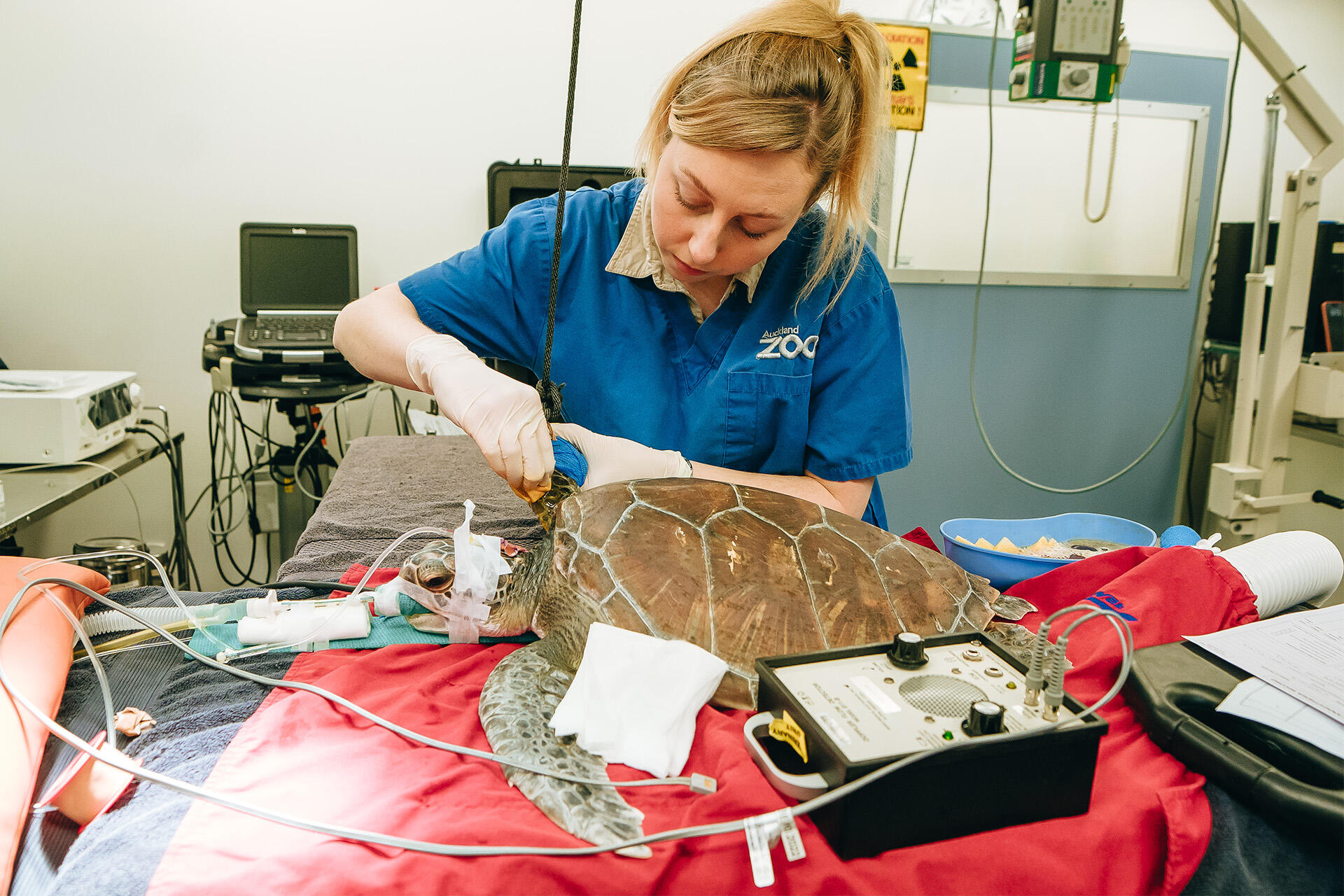 https://cdn.aucklandunlimited.com/zoo/assets/media/az-green-turtle-at-vets-flipper-amputation-150824-12.jpg