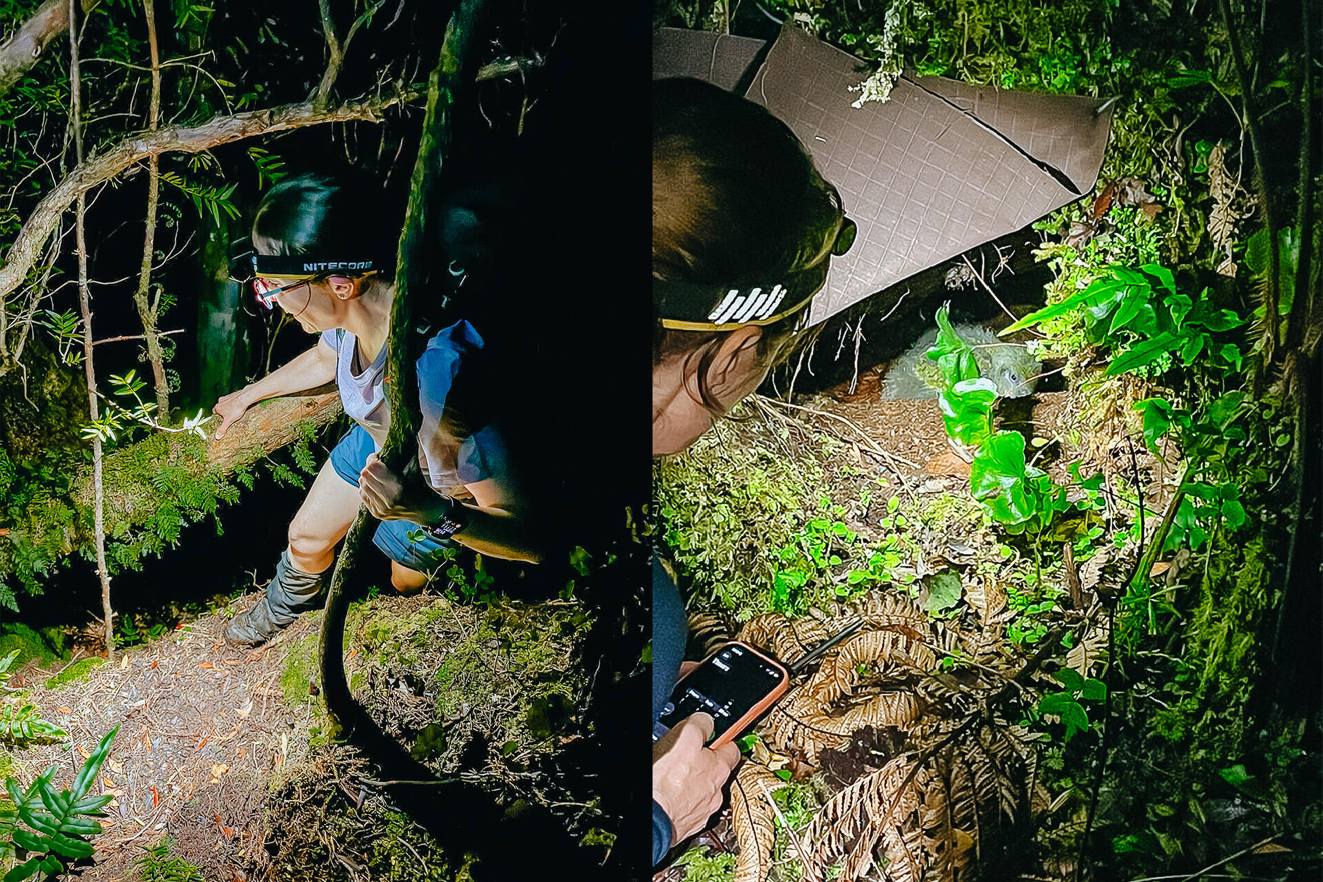 https://cdn.aucklandunlimited.com/zoo/assets/media/az-hannah-vets-kakapo-fieldwork-april-26-01and04.jpg