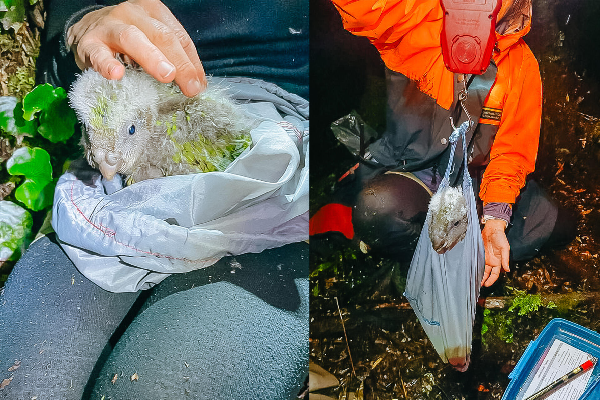 https://cdn.aucklandunlimited.com/zoo/assets/media/az-hannah-vets-kakapo-fieldwork-april-26-05and06.jpg