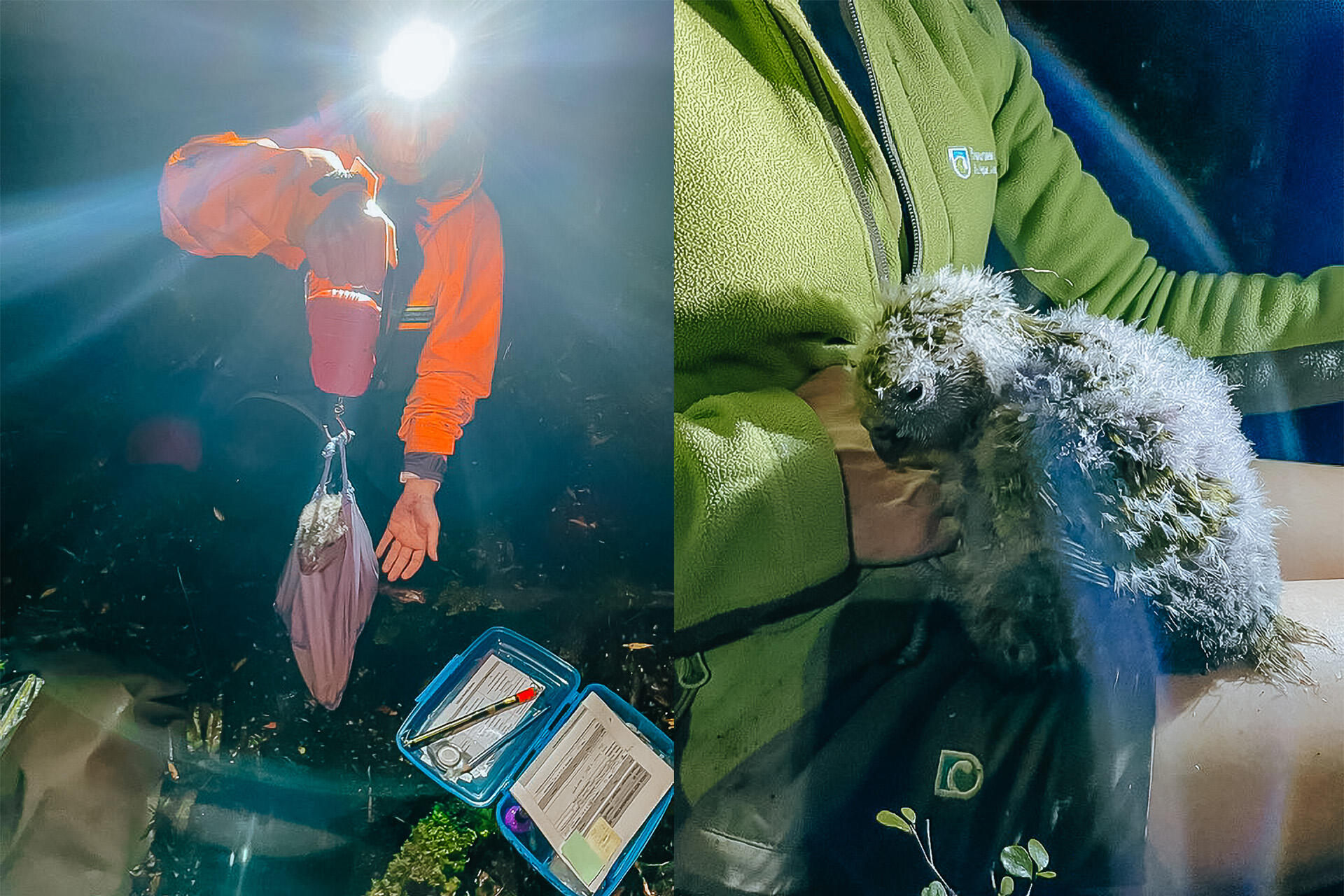 https://cdn.aucklandunlimited.com/zoo/assets/media/az-hannah-vets-kakapo-fieldwork-april-26-07and09.jpg