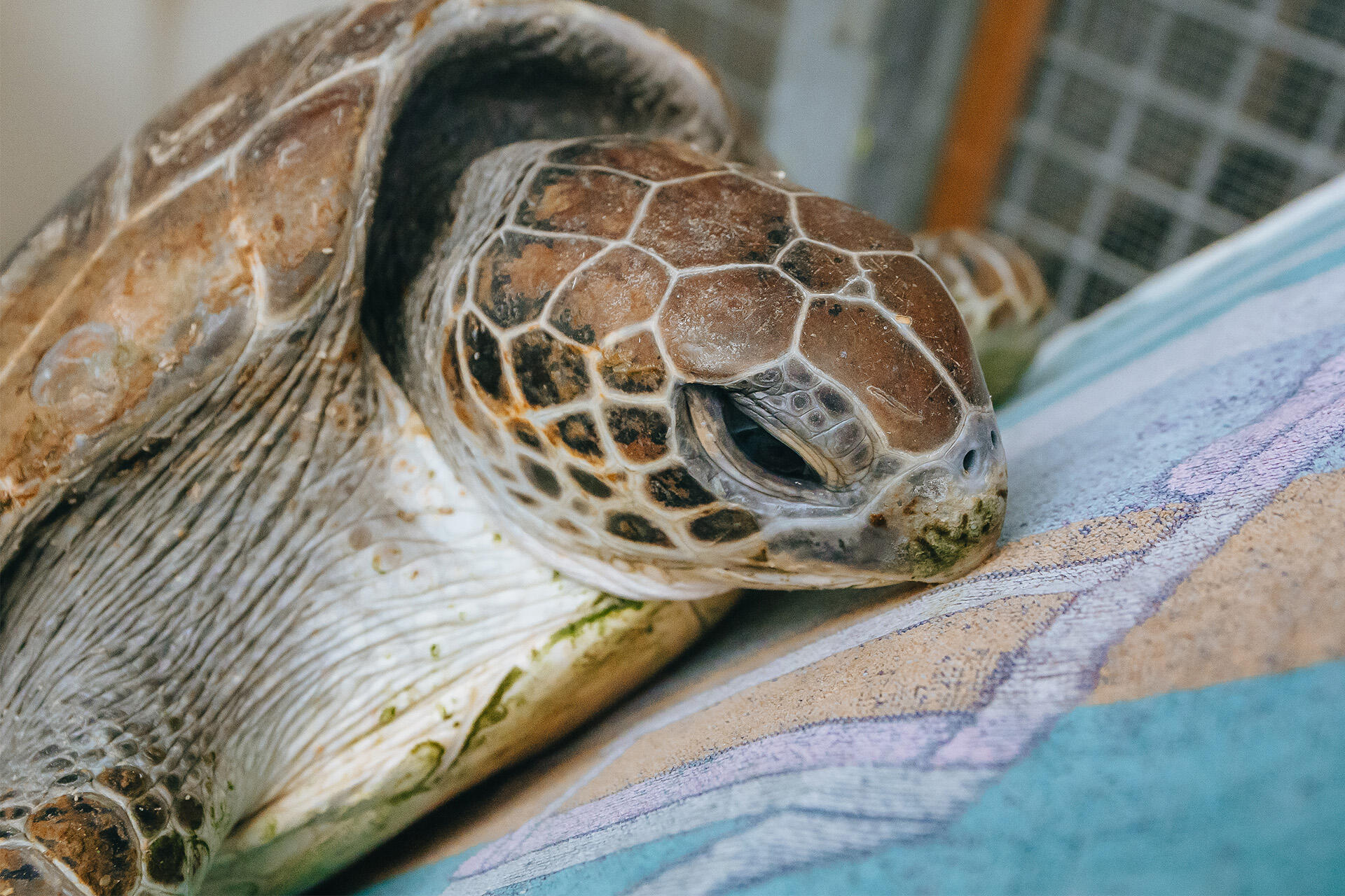 https://cdn.aucklandunlimited.com/zoo/assets/media/az-kaimaumau-3-green-turtles-251024-06.jpg