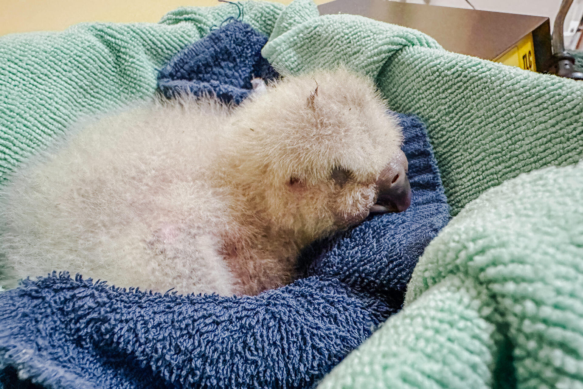 https://cdn.aucklandunlimited.com/zoo/assets/media/az-kakapo-fieldwork-chicks-incubation-jaun-ph-march-202604.jpg
