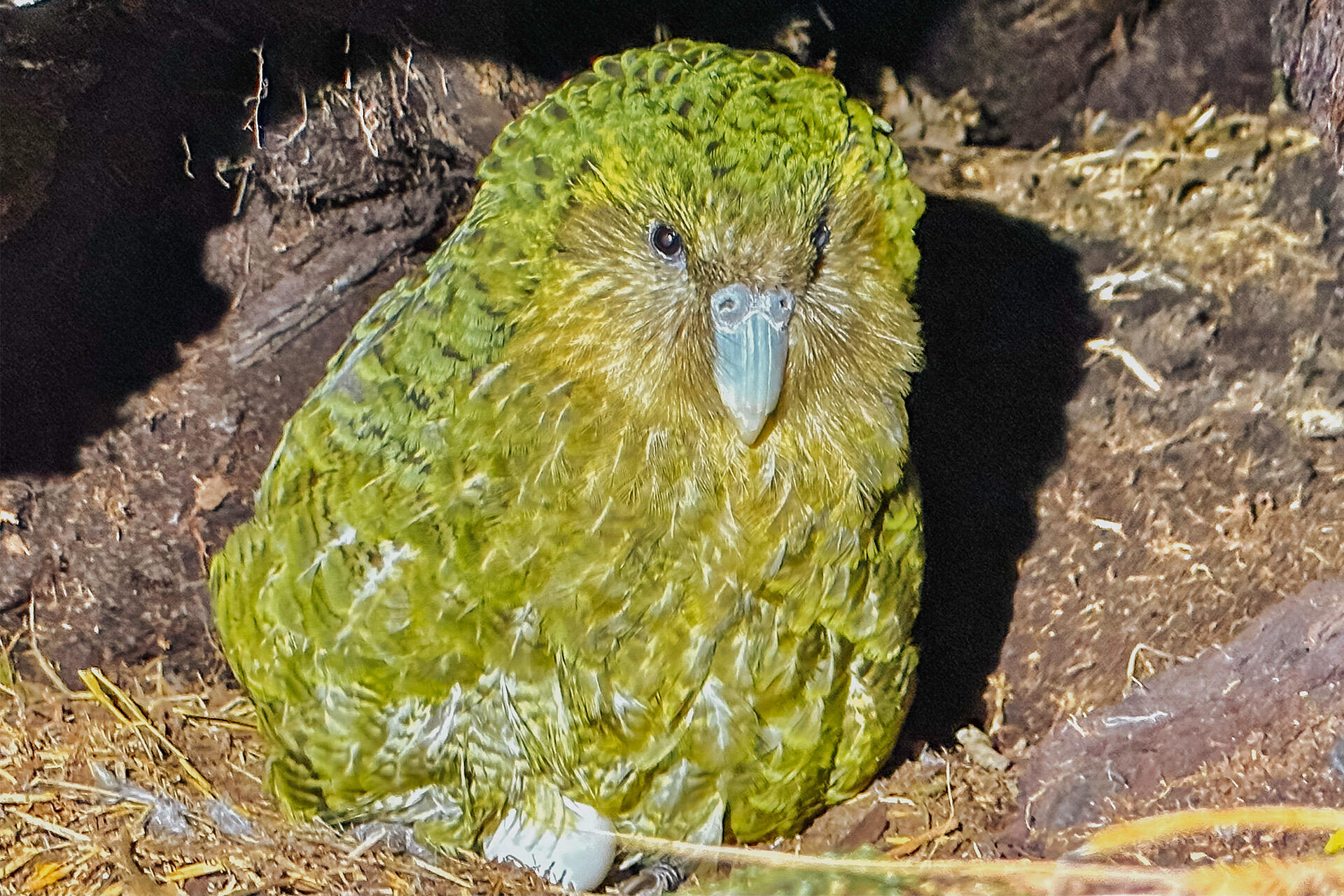 https://cdn.aucklandunlimited.com/zoo/assets/media/az-kakapo-fieldwork-out-on-location-jaun-ph-march-202618.jpg
