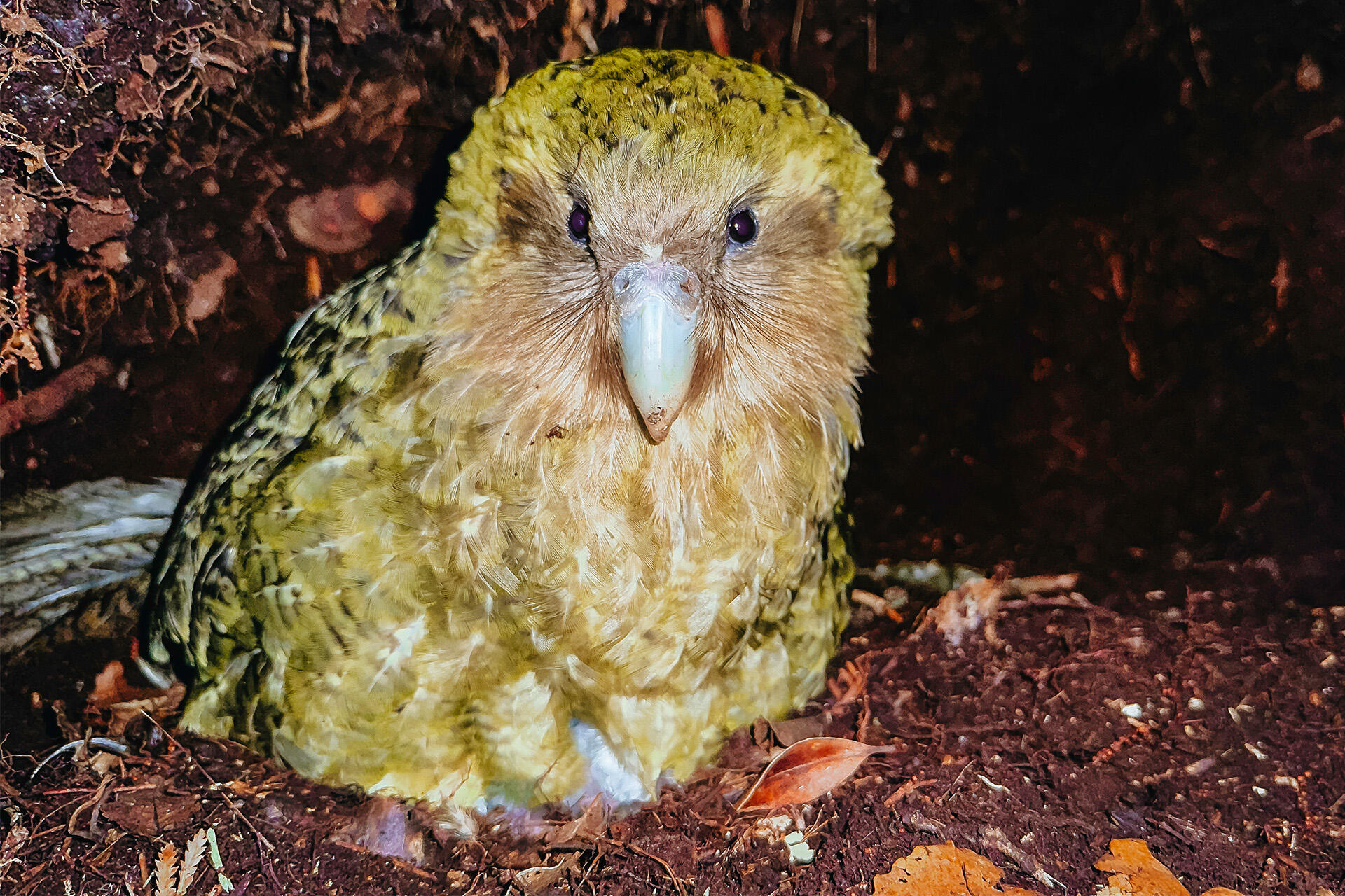 https://cdn.aucklandunlimited.com/zoo/assets/media/az-kakapo-fieldwork-out-on-location-jaun-ph-march-202633.jpg