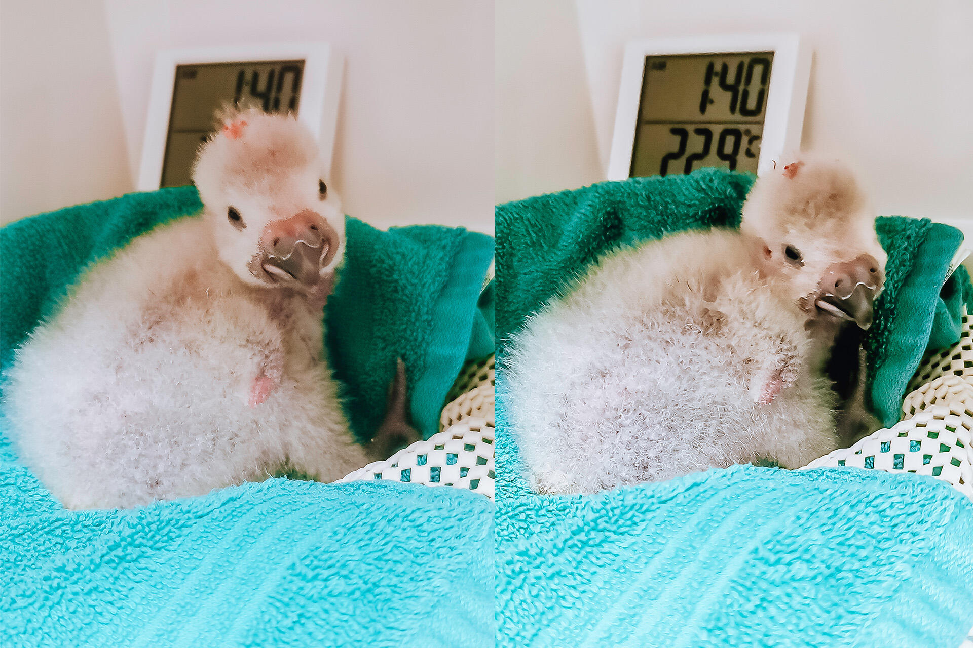 https://cdn.aucklandunlimited.com/zoo/assets/media/az-kakapo-jas-fieldwork-2026-10and11.jpg