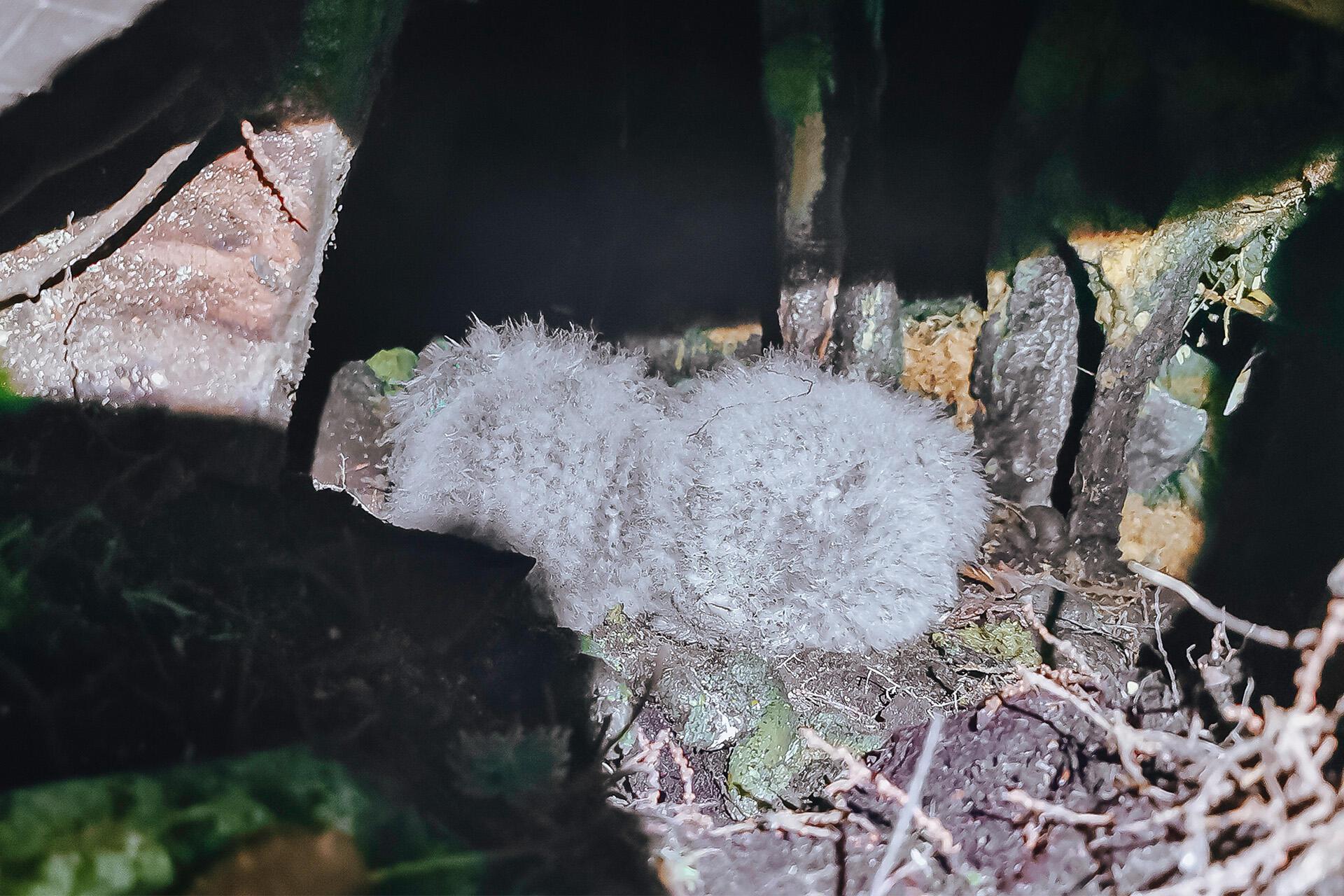 https://cdn.aucklandunlimited.com/zoo/assets/media/az-kakapo-jas-fieldwork-2026-16.jpg