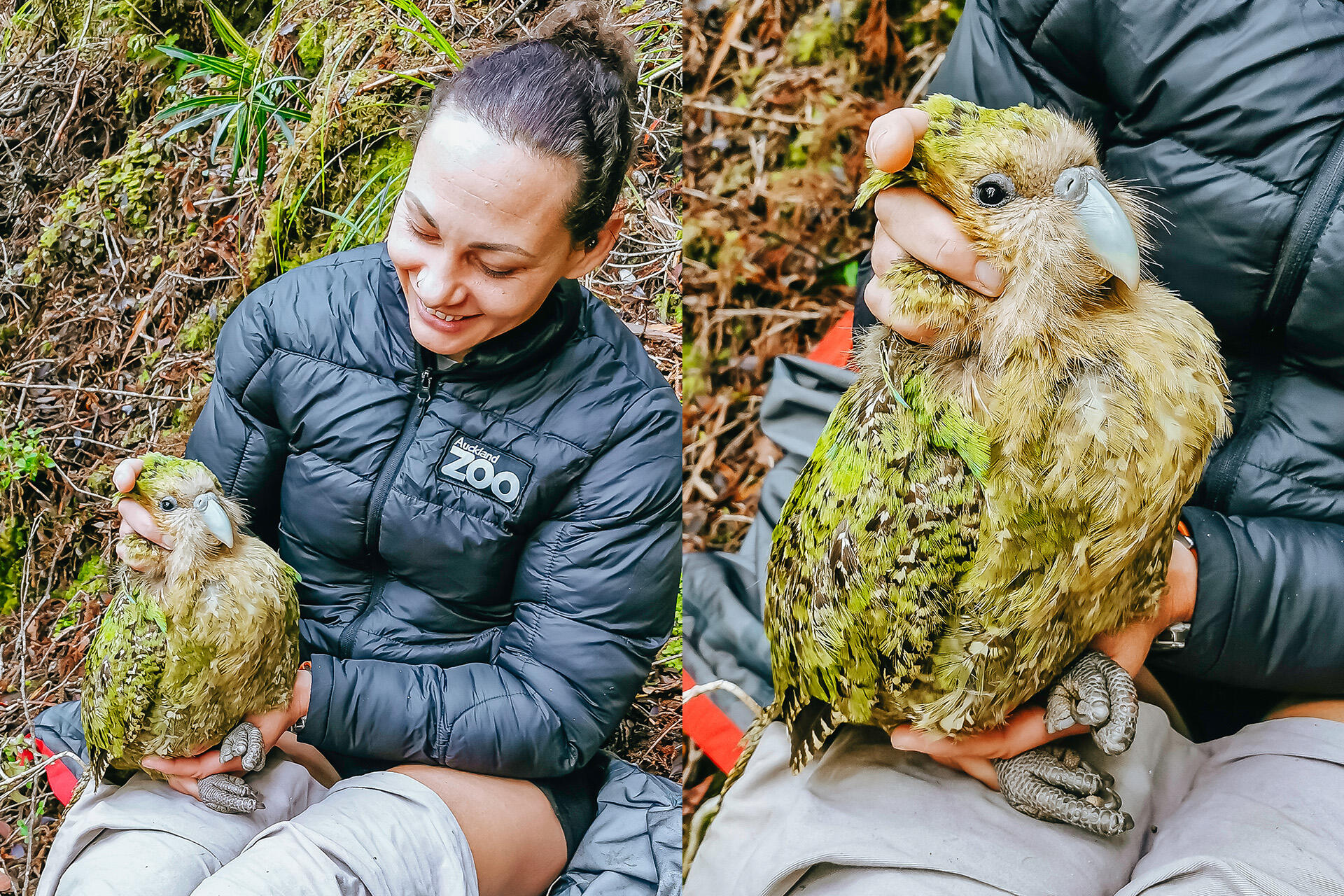 https://cdn.aucklandunlimited.com/zoo/assets/media/az-kakapo-jas-fieldwork-2026-20and21.jpg