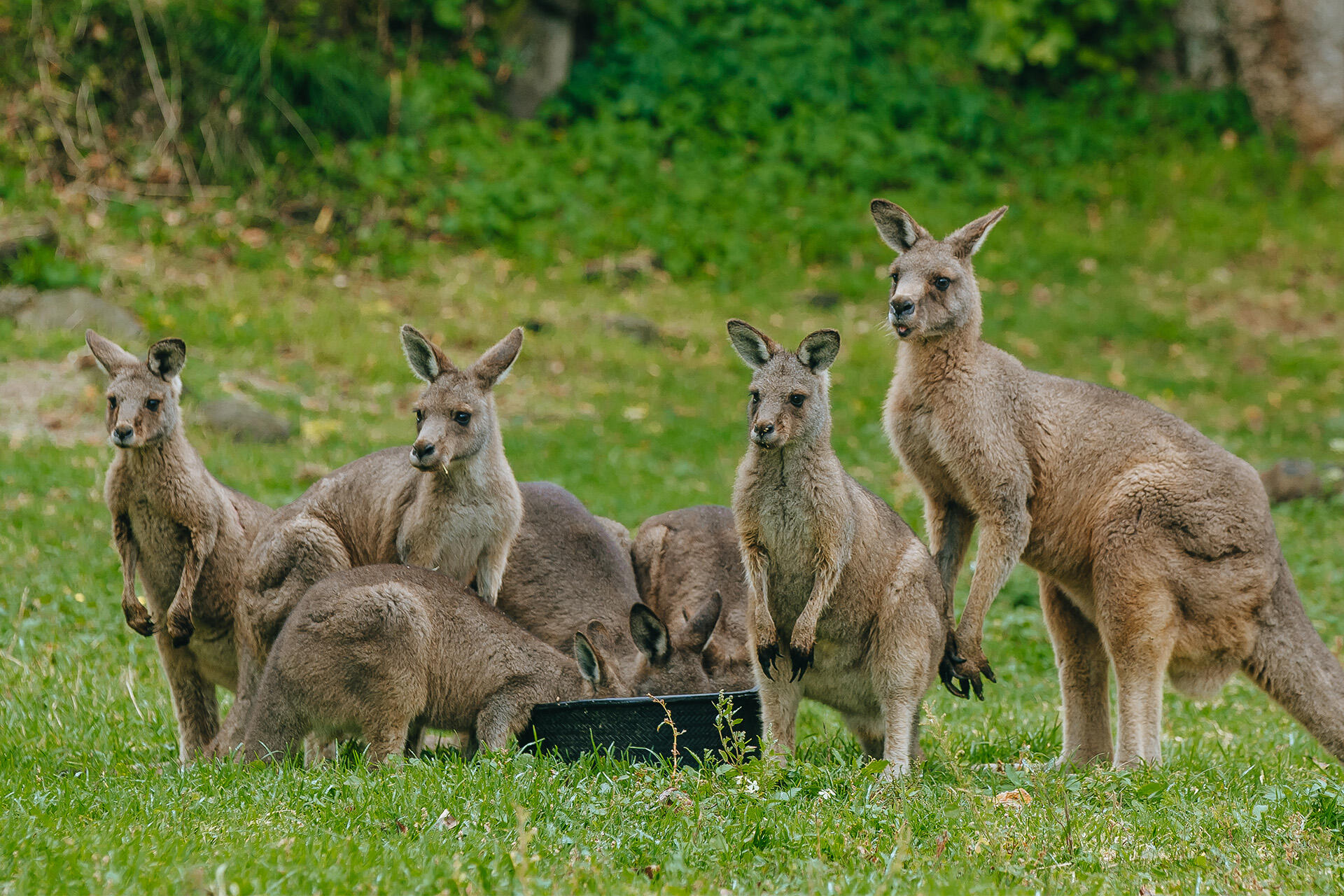 https://cdn.aucklandunlimited.com/zoo/assets/media/az-kangaroos-2nd-week-in-habitat-280425-02.jpg