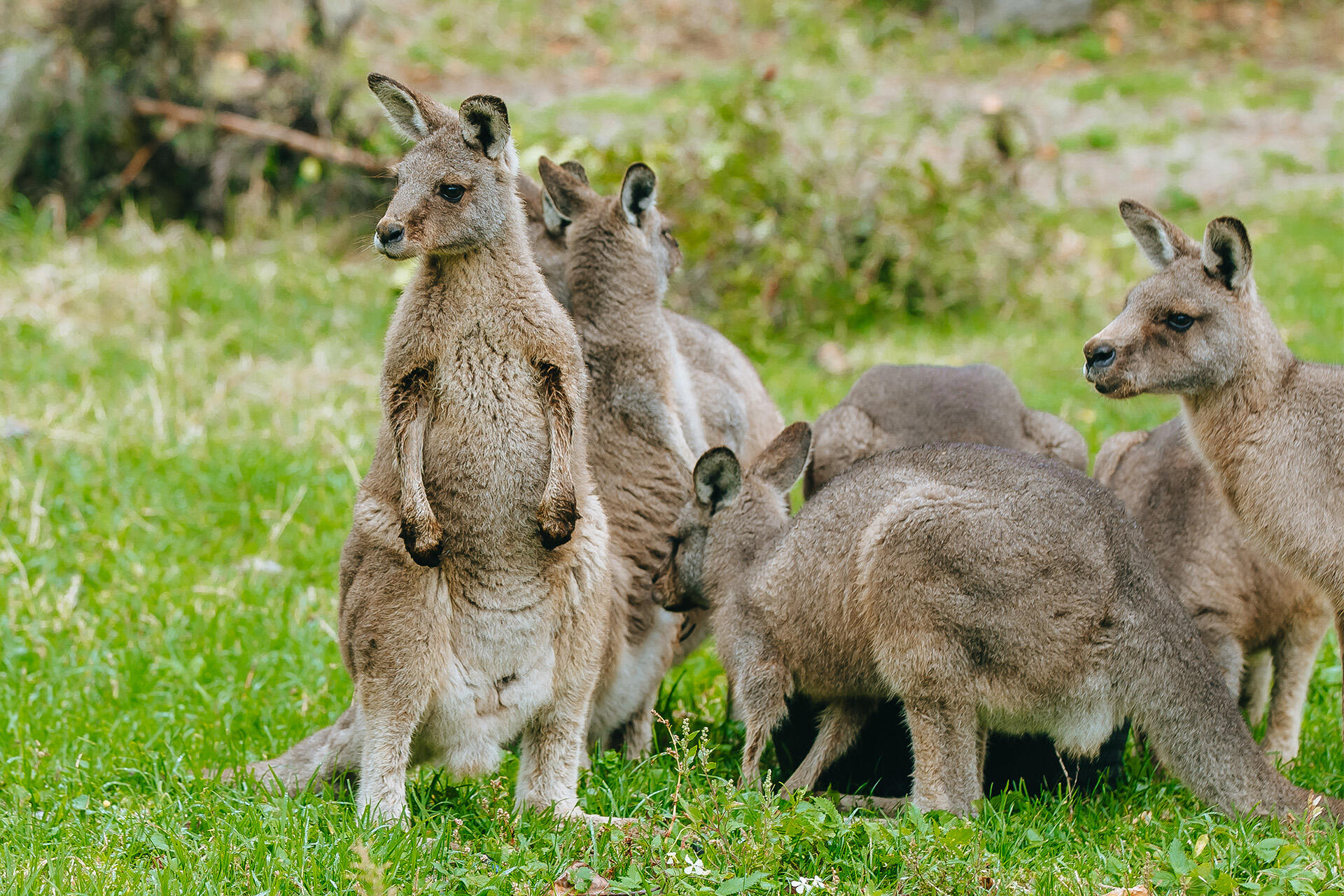 https://cdn.aucklandunlimited.com/zoo/assets/media/az-kangaroos-2nd-week-in-habitat-280425-11.jpg