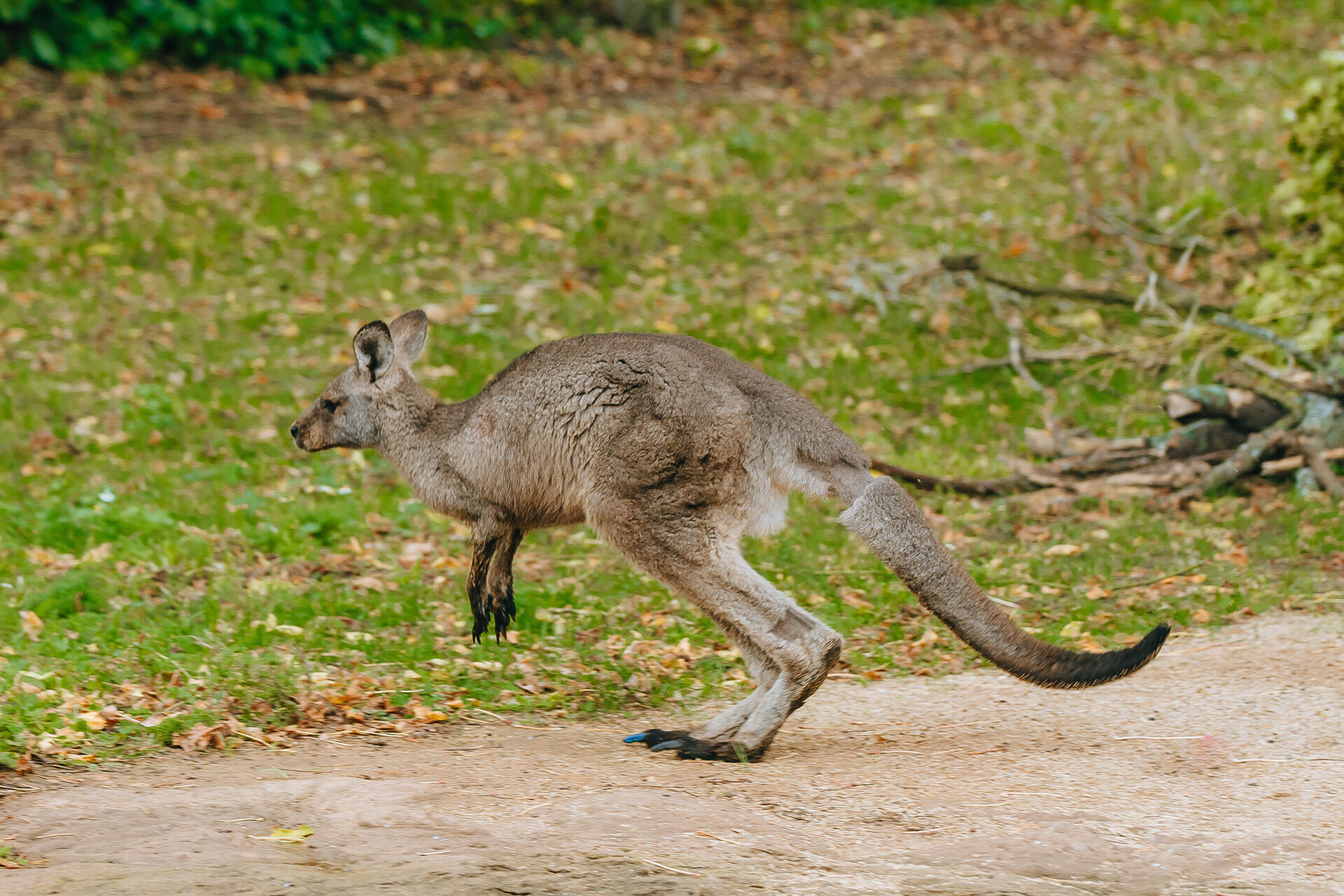 https://cdn.aucklandunlimited.com/zoo/assets/media/az-kangaroos-2nd-week-in-habitat-280425-14.jpg