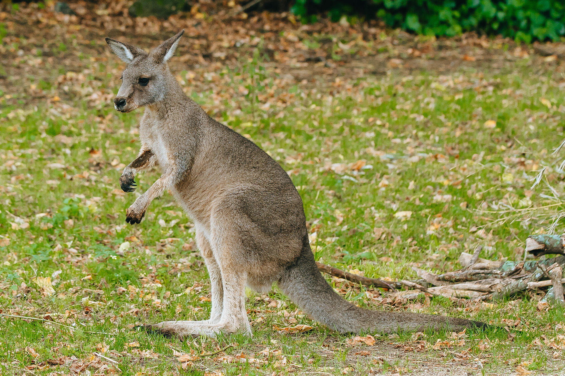 https://cdn.aucklandunlimited.com/zoo/assets/media/az-kangaroos-2nd-week-in-habitat-280425-17.jpg