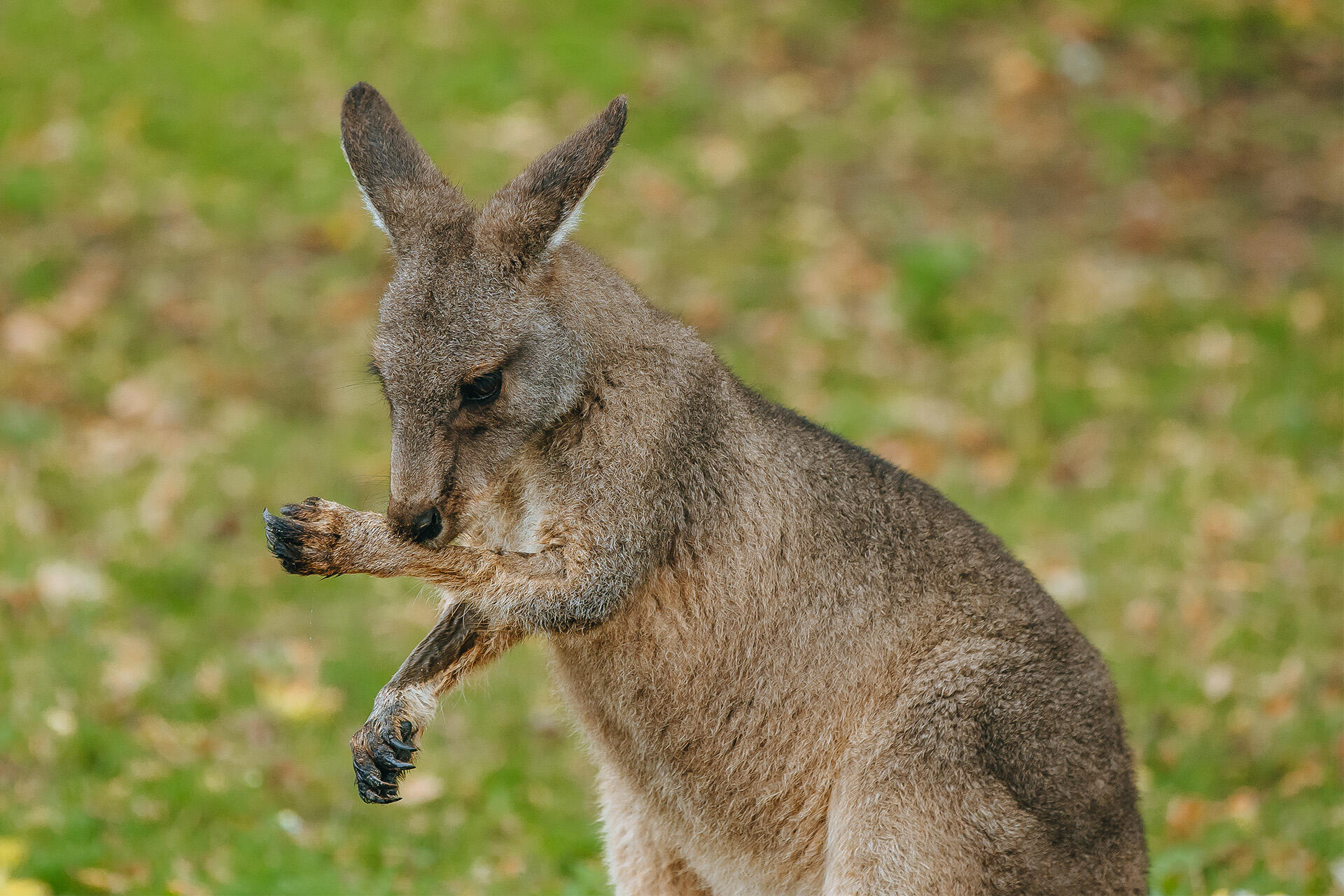 https://cdn.aucklandunlimited.com/zoo/assets/media/az-kangaroos-2nd-week-in-habitat-280425-18.jpg