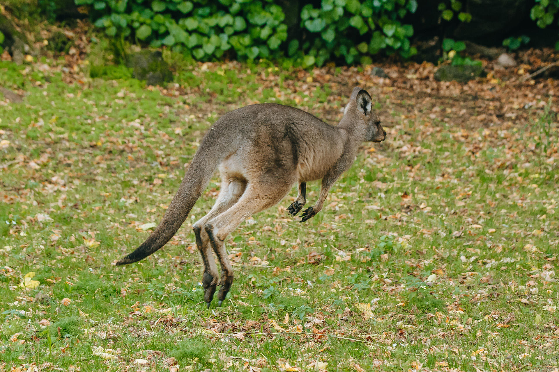 https://cdn.aucklandunlimited.com/zoo/assets/media/az-kangaroos-2nd-week-in-habitat-280425-20.jpg