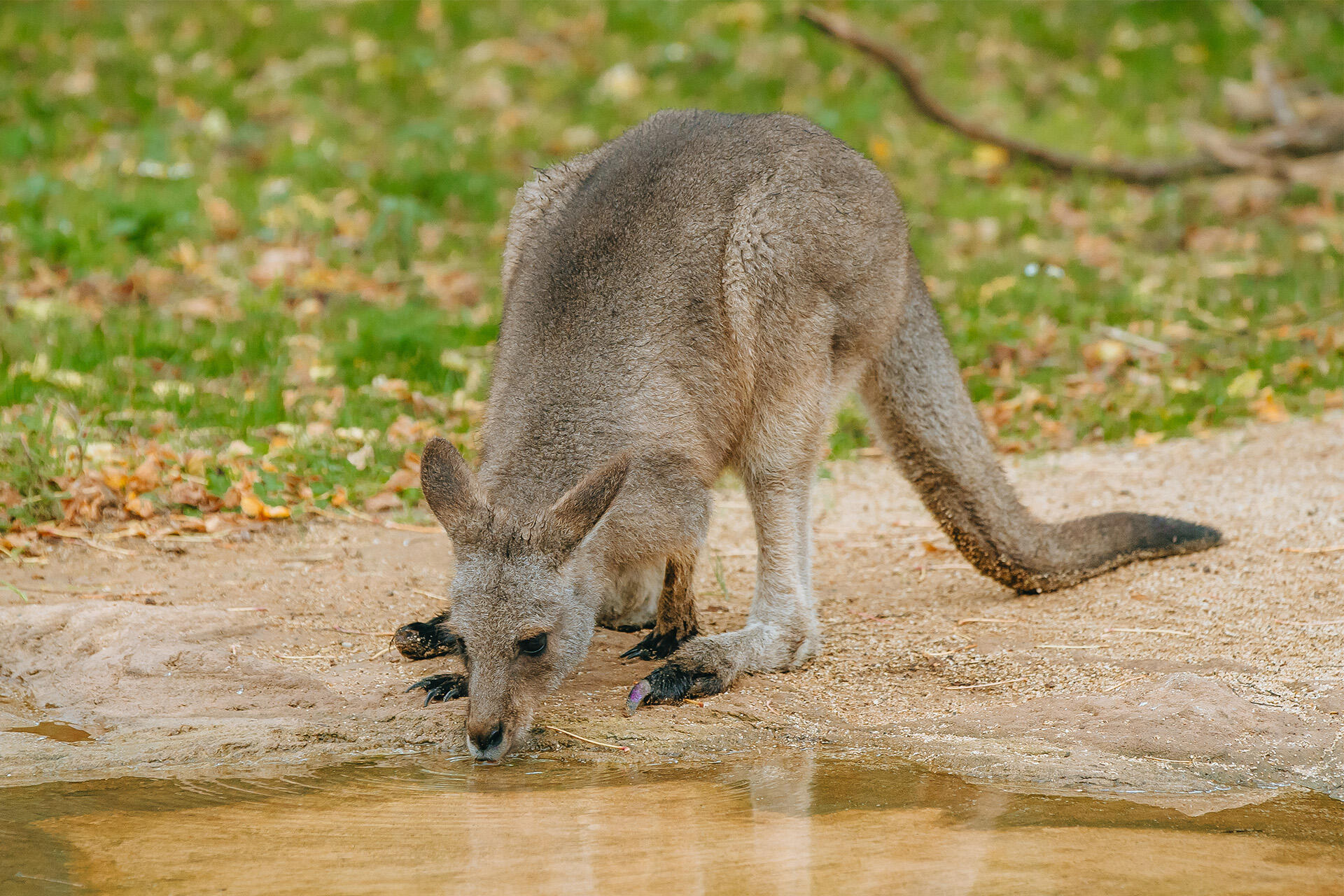 https://cdn.aucklandunlimited.com/zoo/assets/media/az-kangaroos-2nd-week-in-habitat-280425-38.jpg