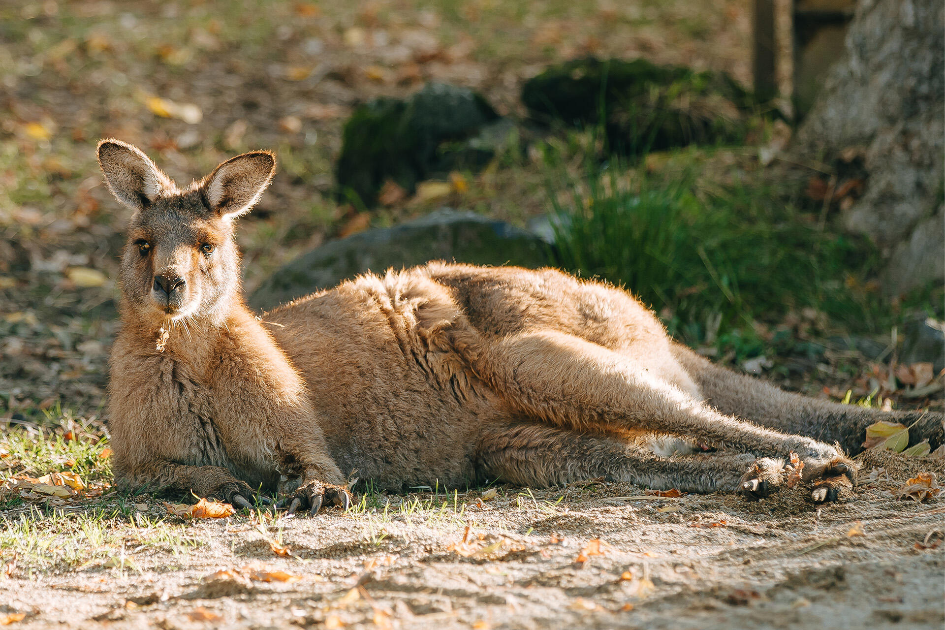 https://cdn.aucklandunlimited.com/zoo/assets/media/az-kangaroos-afternoon-sun-270525-12.jpg