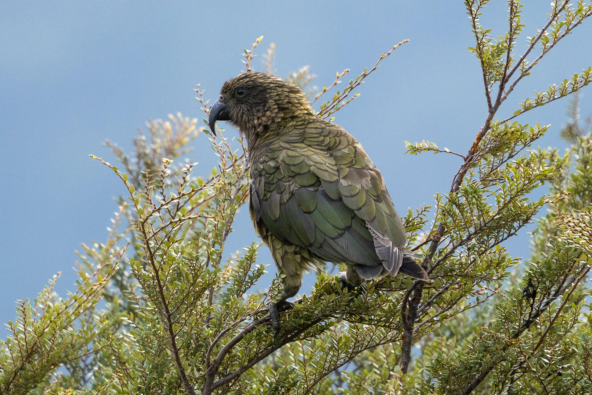 https://cdn.aucklandunlimited.com/zoo/assets/media/az-kea-fieldwork-benj-photo-2.jpg